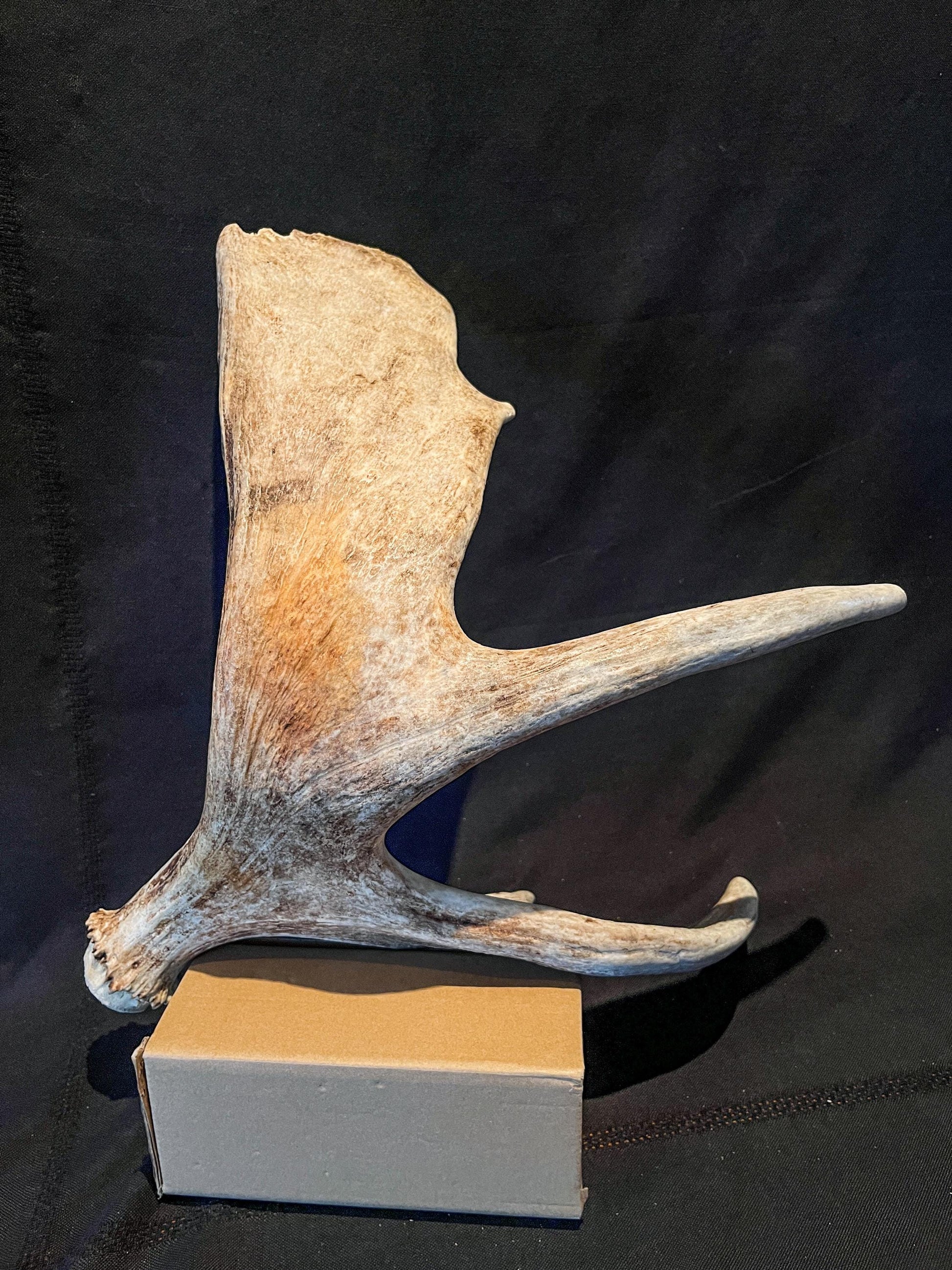 Wild Bull Moose Shed Antler. Interior Design and Decor Item.