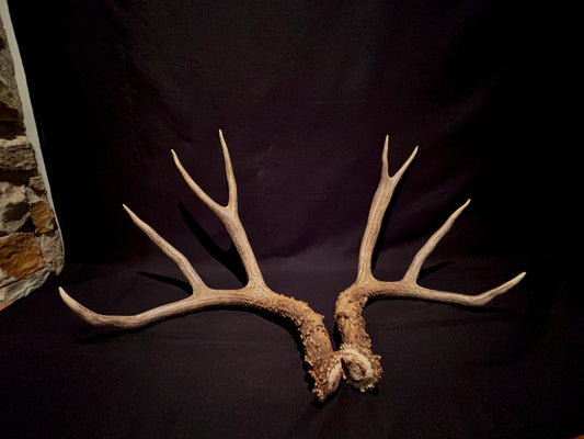 Large Mule deer antlers. Classic Canadian, trophy size deer Antlers