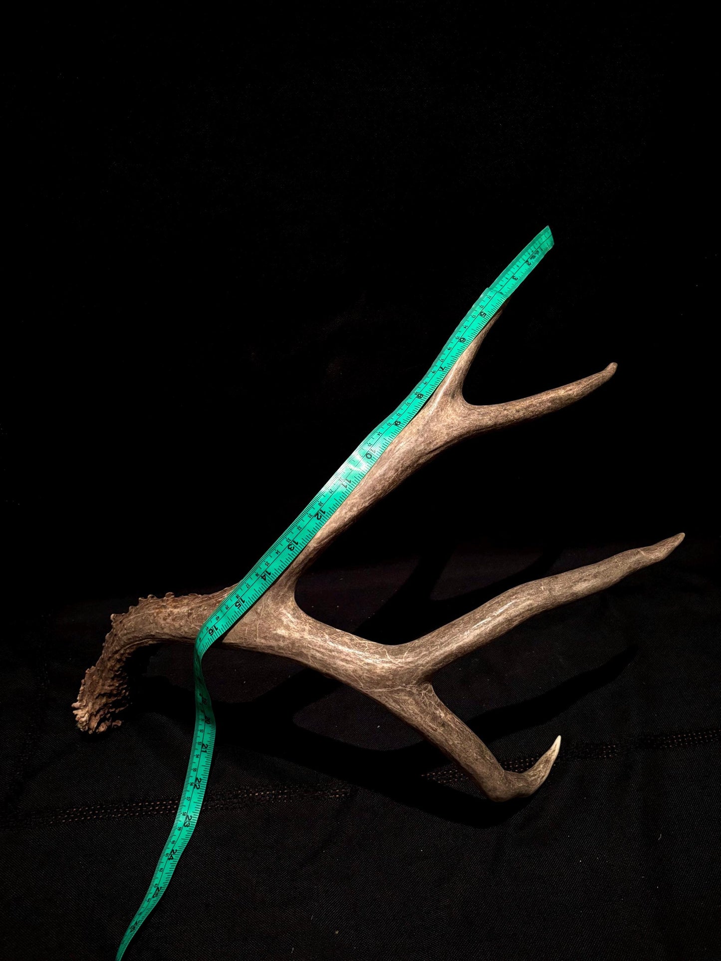 Large Mule deer antlers. Classic Canadian, trophy size deer Antlers