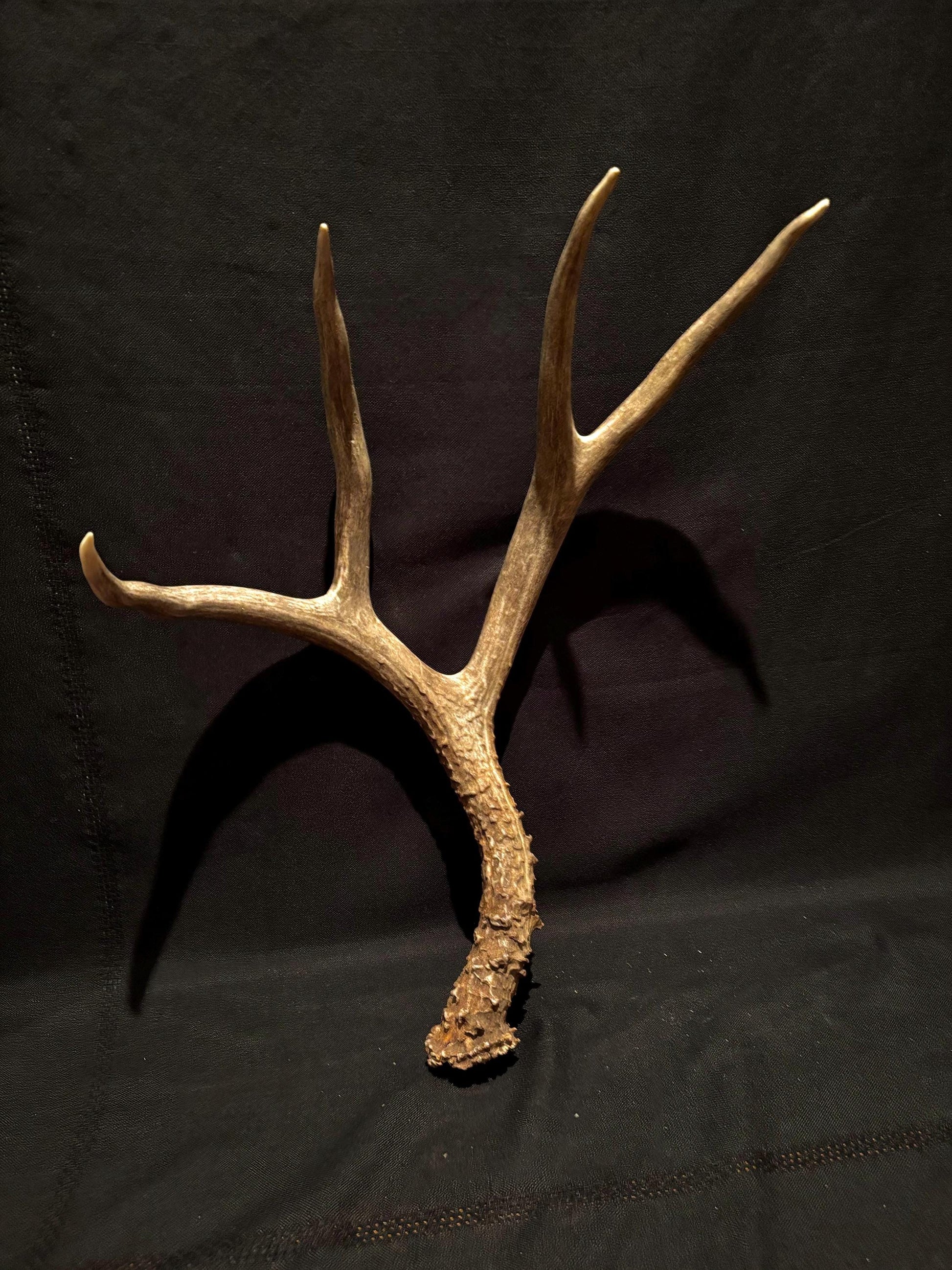 Large Mule deer antlers. Classic Canadian, trophy size deer Antlers