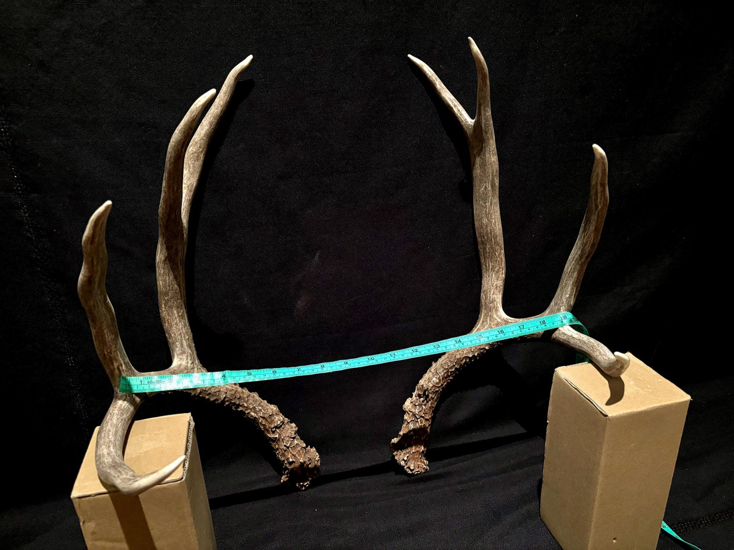 Large Mule deer antlers. Classic Canadian, trophy size deer Antlers