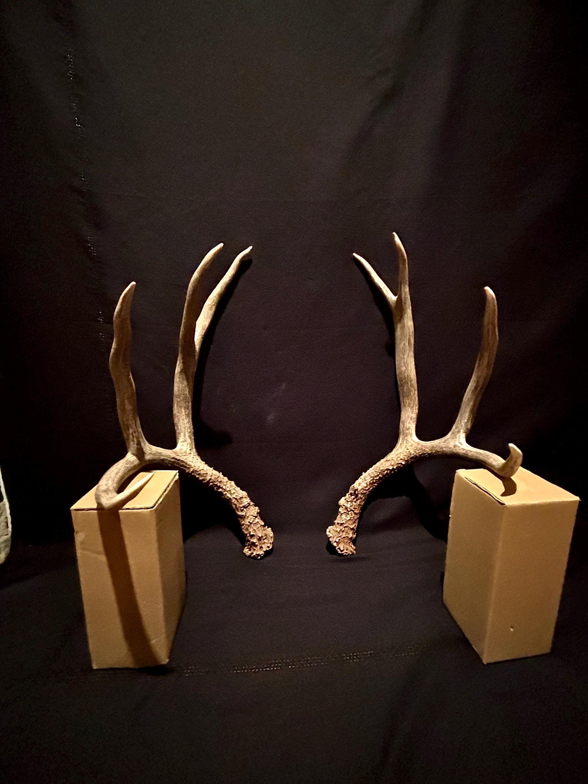 Large Mule deer antlers. Classic Canadian, trophy size deer Antlers