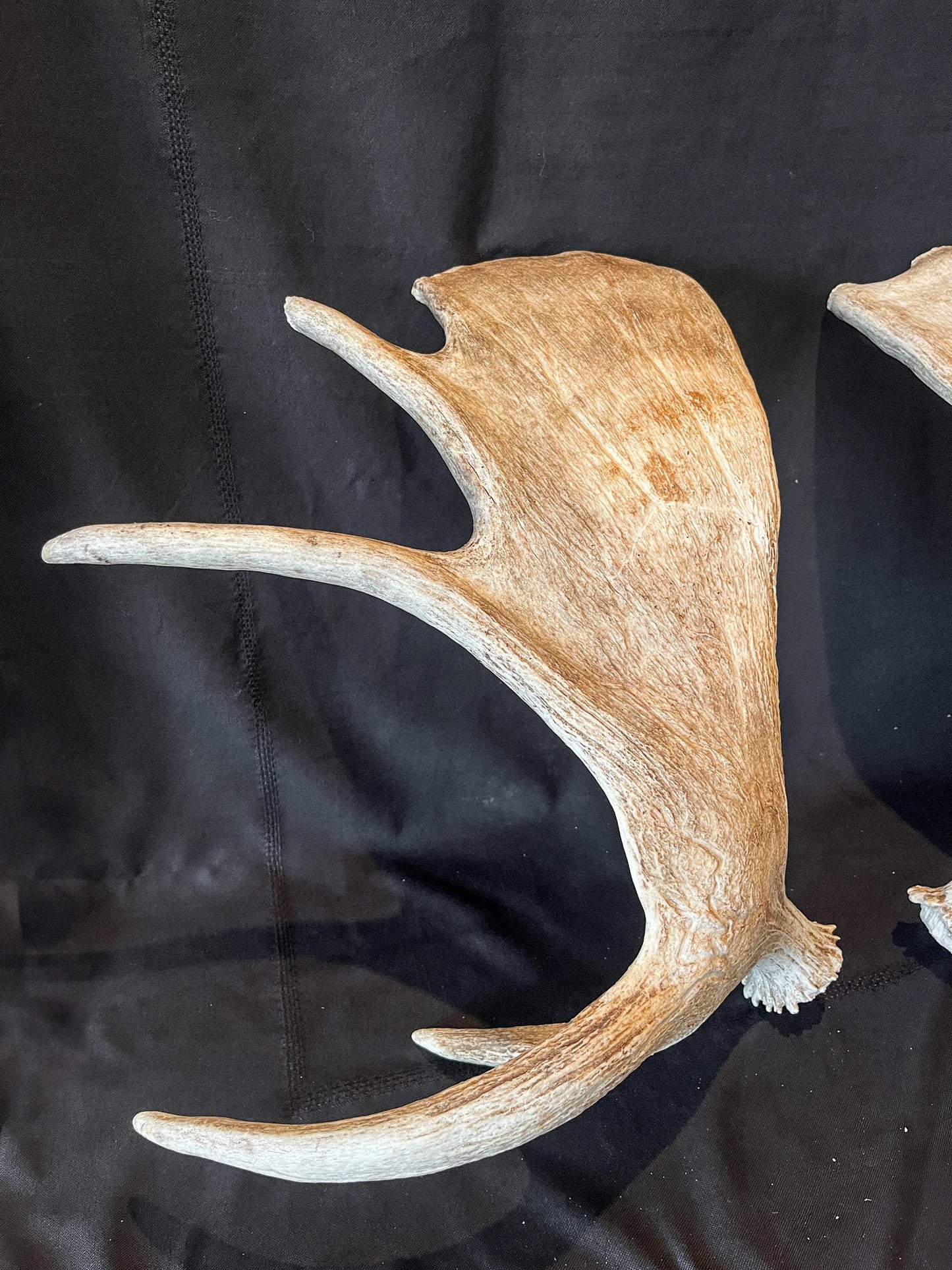 Moose Antler Pair. Large Canadian Moose Antlers - Crafting & Decoration, Gifts, and more.