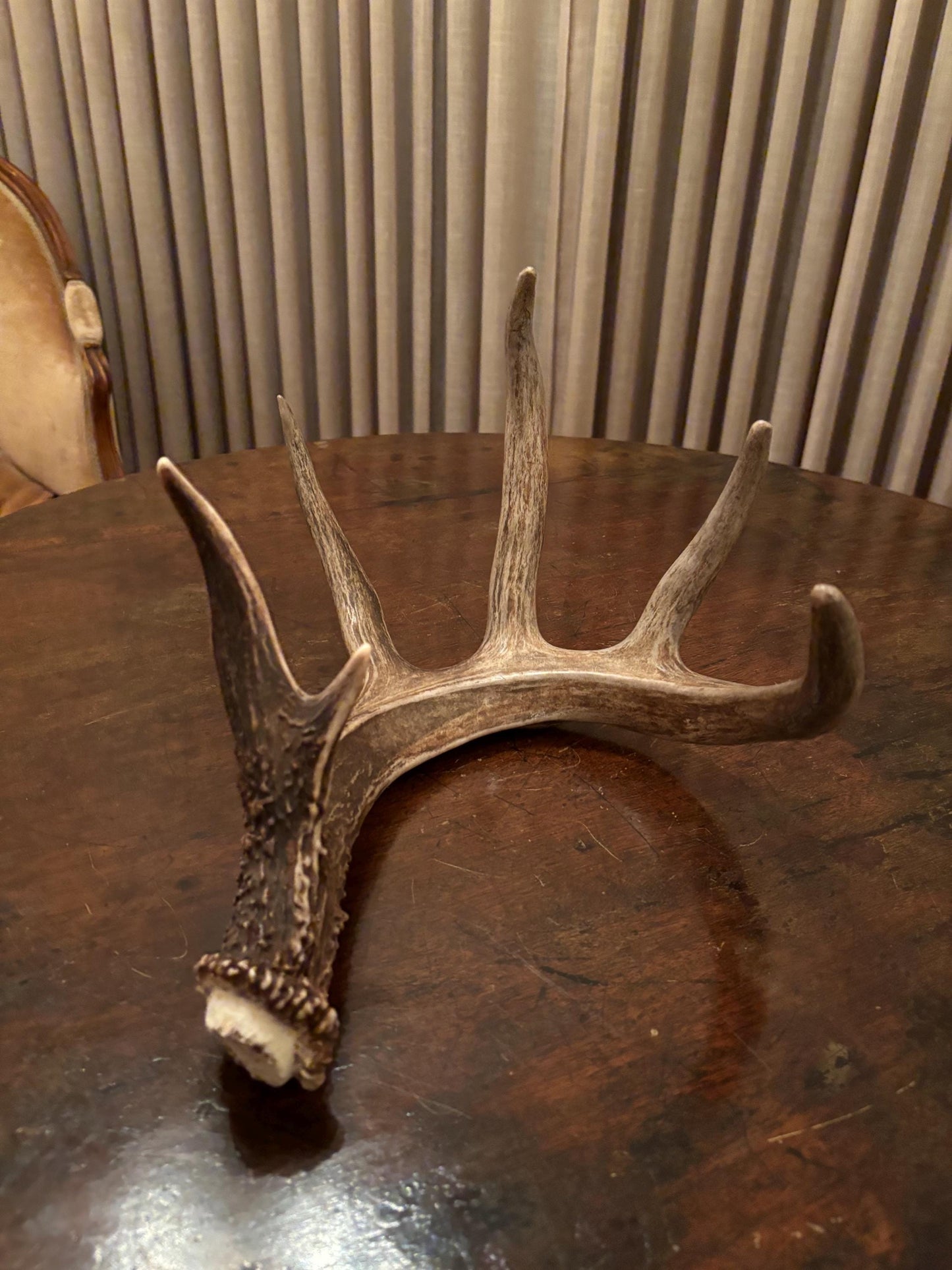 White-tailed Deer Antler - Incredible, wild Canadian antler for decor, design, crafting and more!