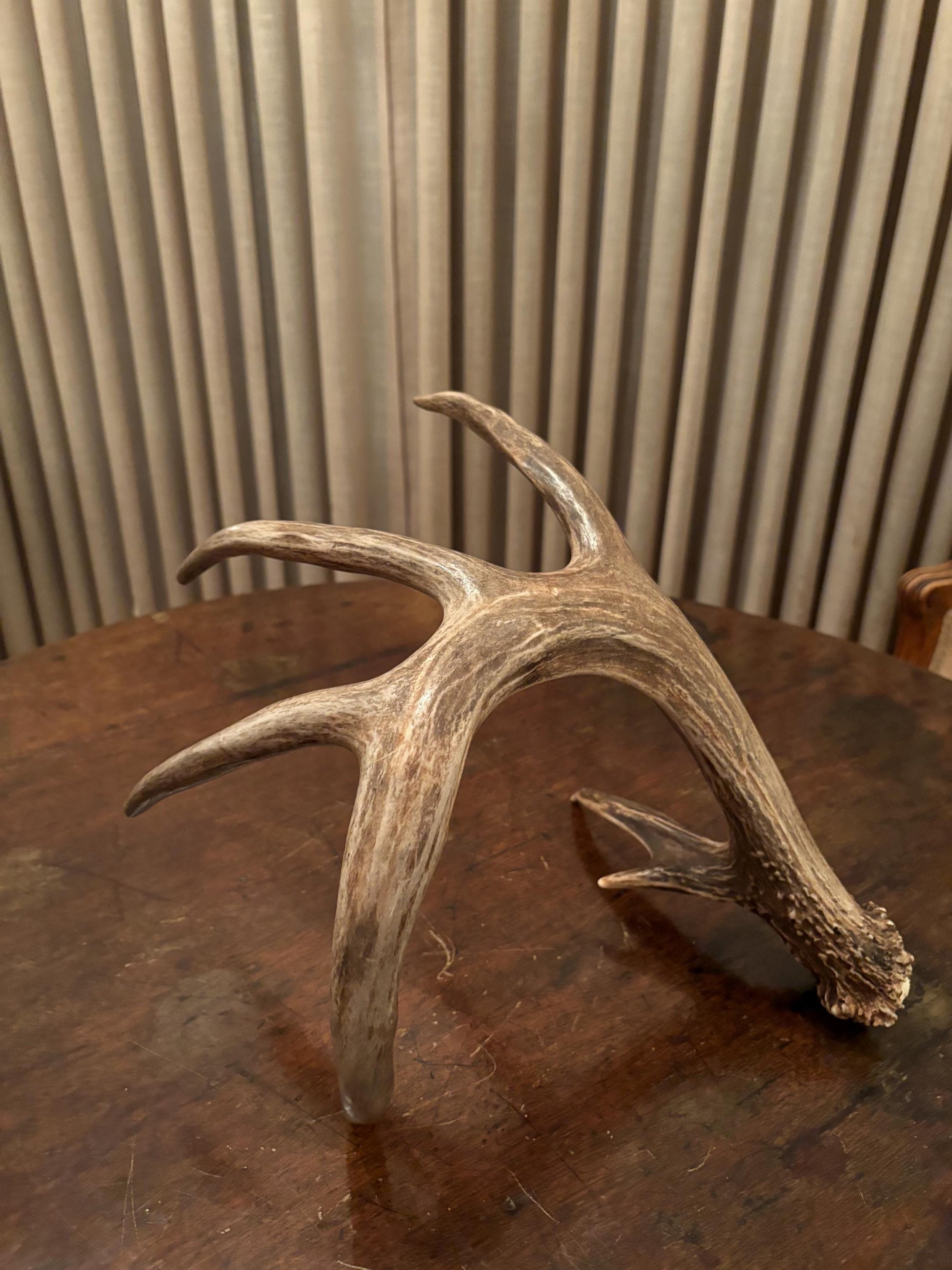 White-tailed Deer Antler - Incredible, wild Canadian antler for decor, design, crafting and more!