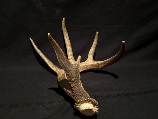 White-tailed Deer Antler - Incredible, wild Canadian antler for decor, design, crafting and more!