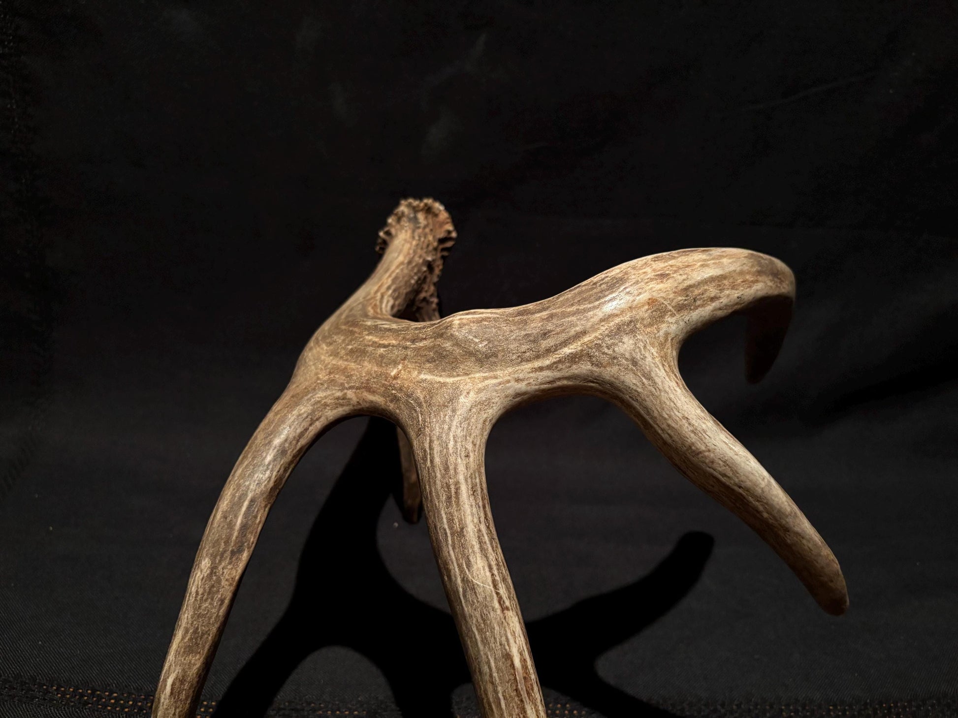 White-tailed Deer Antler - Incredible, wild Canadian antler for decor, design, crafting and more!