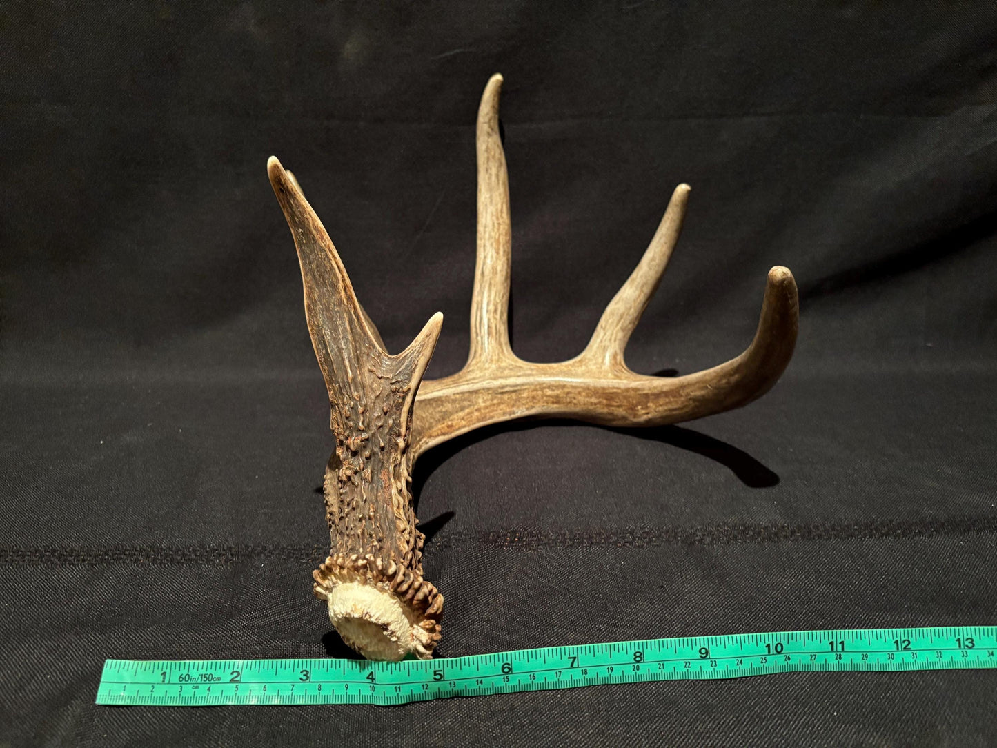 White-tailed Deer Antler - Incredible, wild Canadian antler for decor, design, crafting and more!