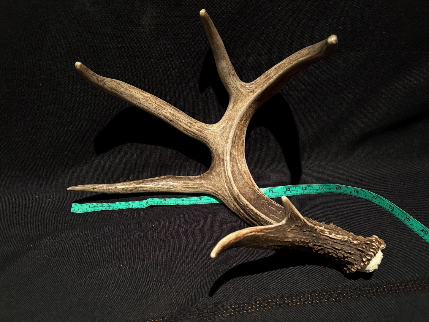 White-tailed Deer Antler - Incredible, wild Canadian antler for decor, design, crafting and more!