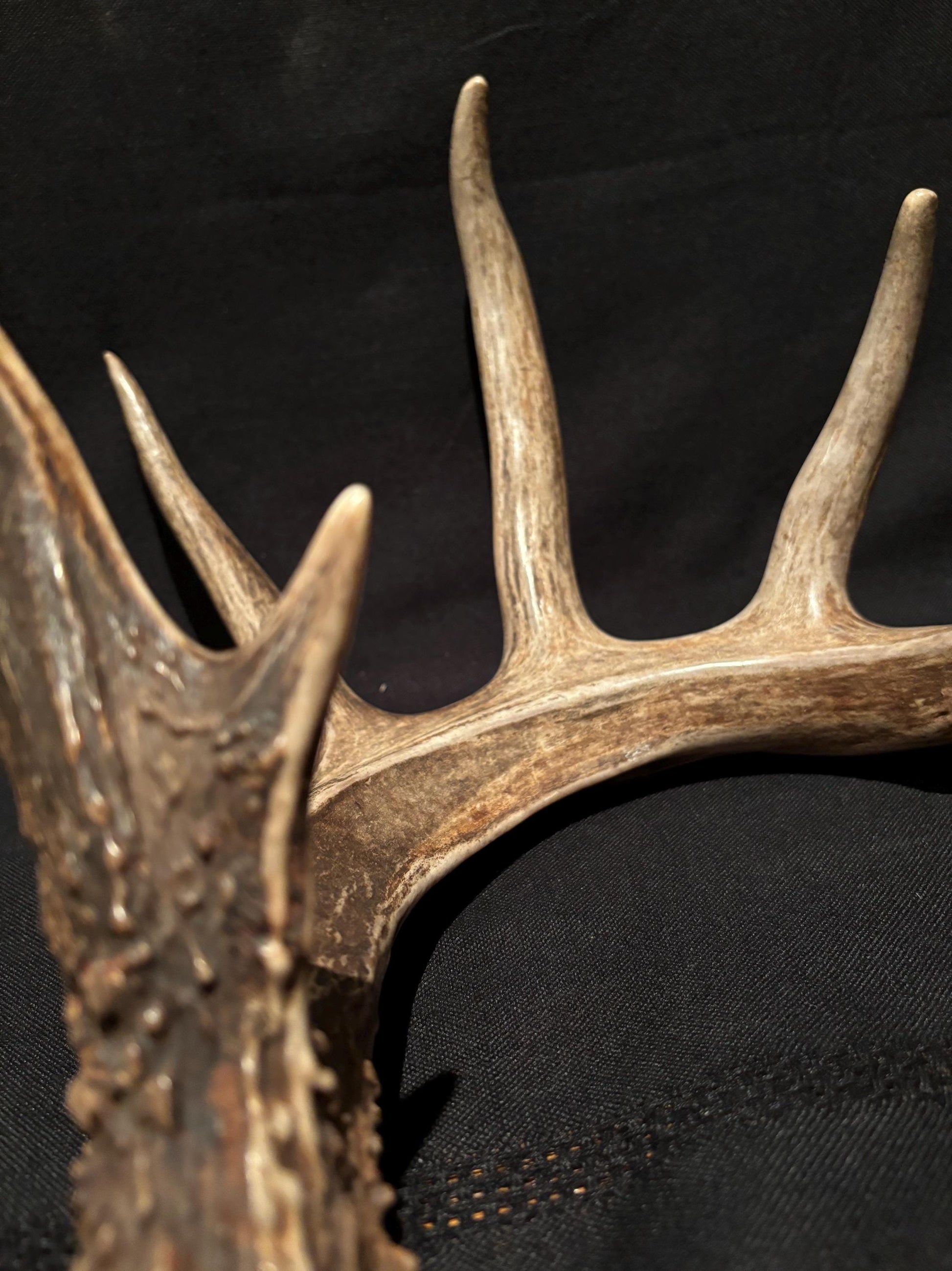 White-tailed Deer Antler - Incredible, wild Canadian antler for decor, design, crafting and more!