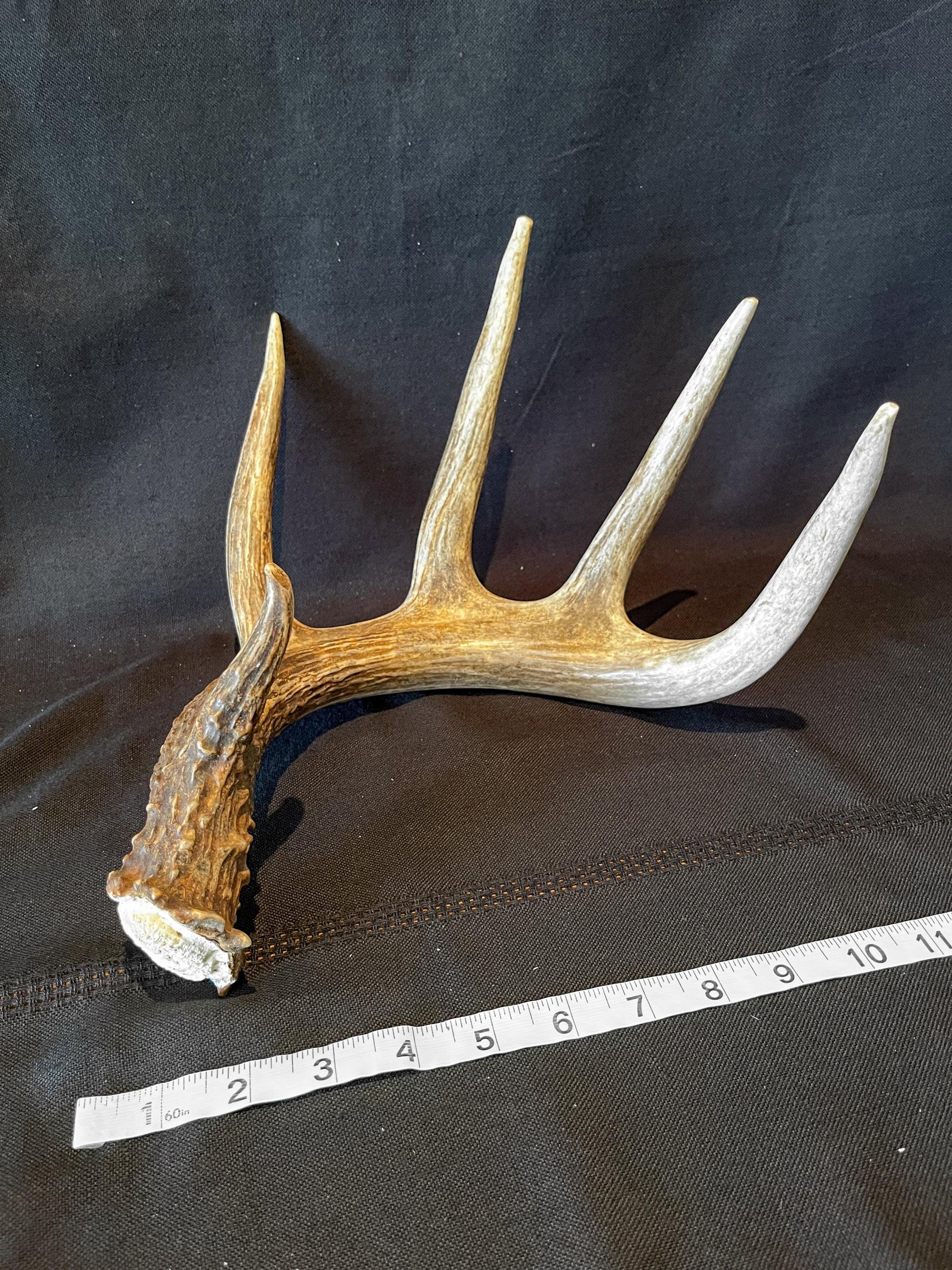 White-tailed Deer Antler - Canadian Whitetailed deer Shed Antler. Decor, design, crafting and more!