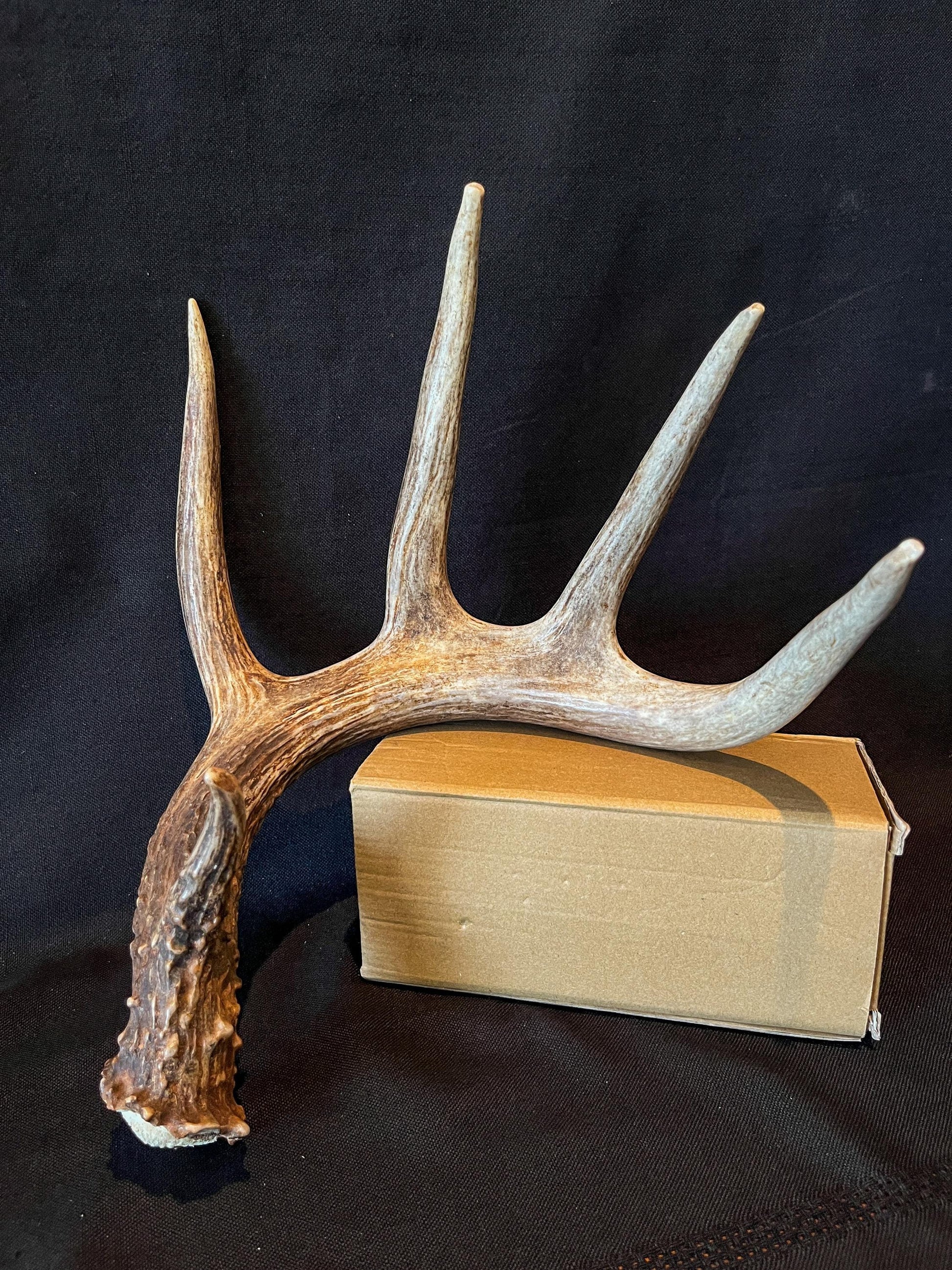 White-tailed Deer Antler - Canadian Whitetailed deer Shed Antler. Decor, design, crafting and more!