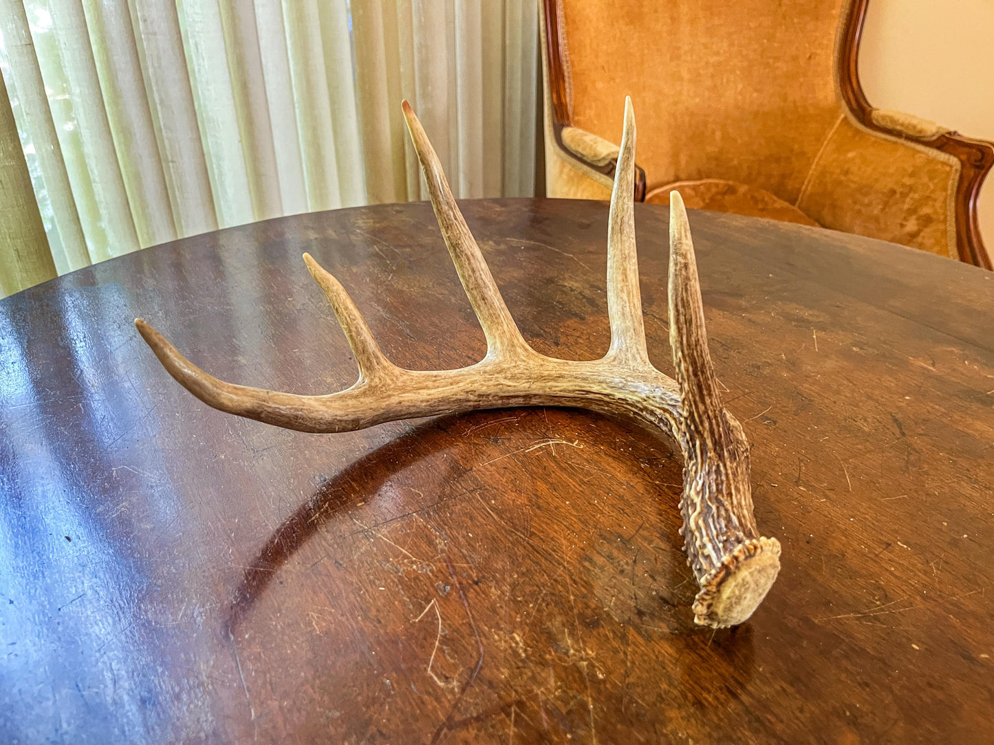 White-tailed Deer Antler - 5 Point Canadian Whitetailed deer Shed Antler. Decor, design, crafting and more!