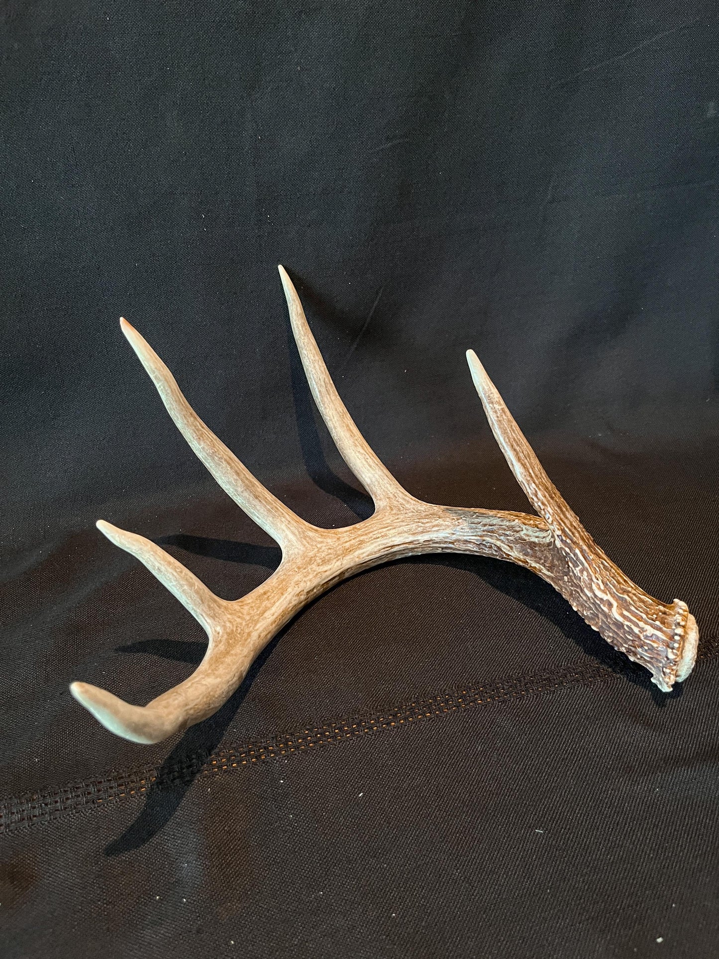 White-tailed Deer Antler - 5 Point Canadian Whitetailed deer Shed Antler. Decor, design, crafting and more!