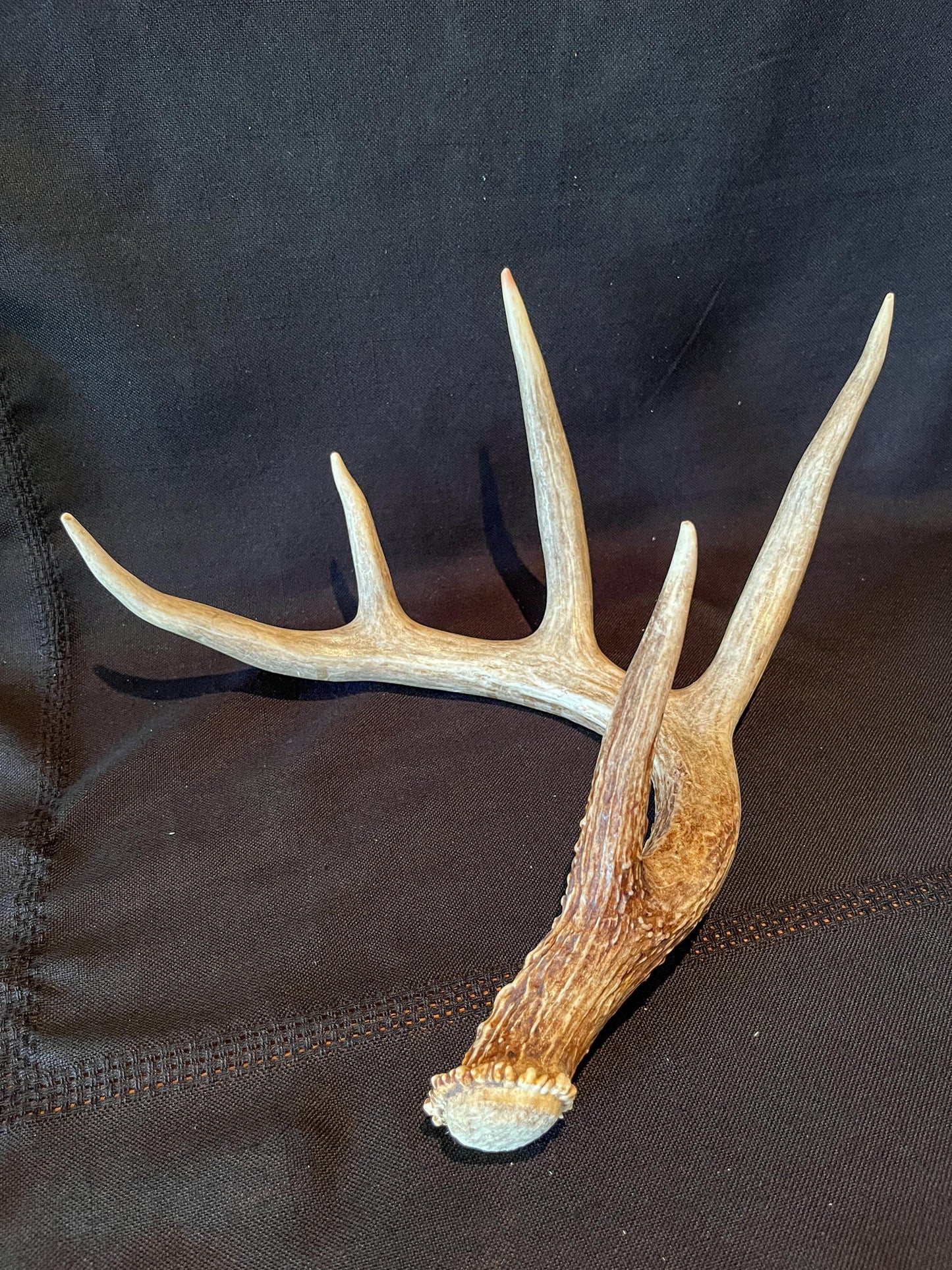 White-tailed Deer Antler - 5 Point Canadian Whitetailed deer Shed Antler. Decor, design, crafting and more!