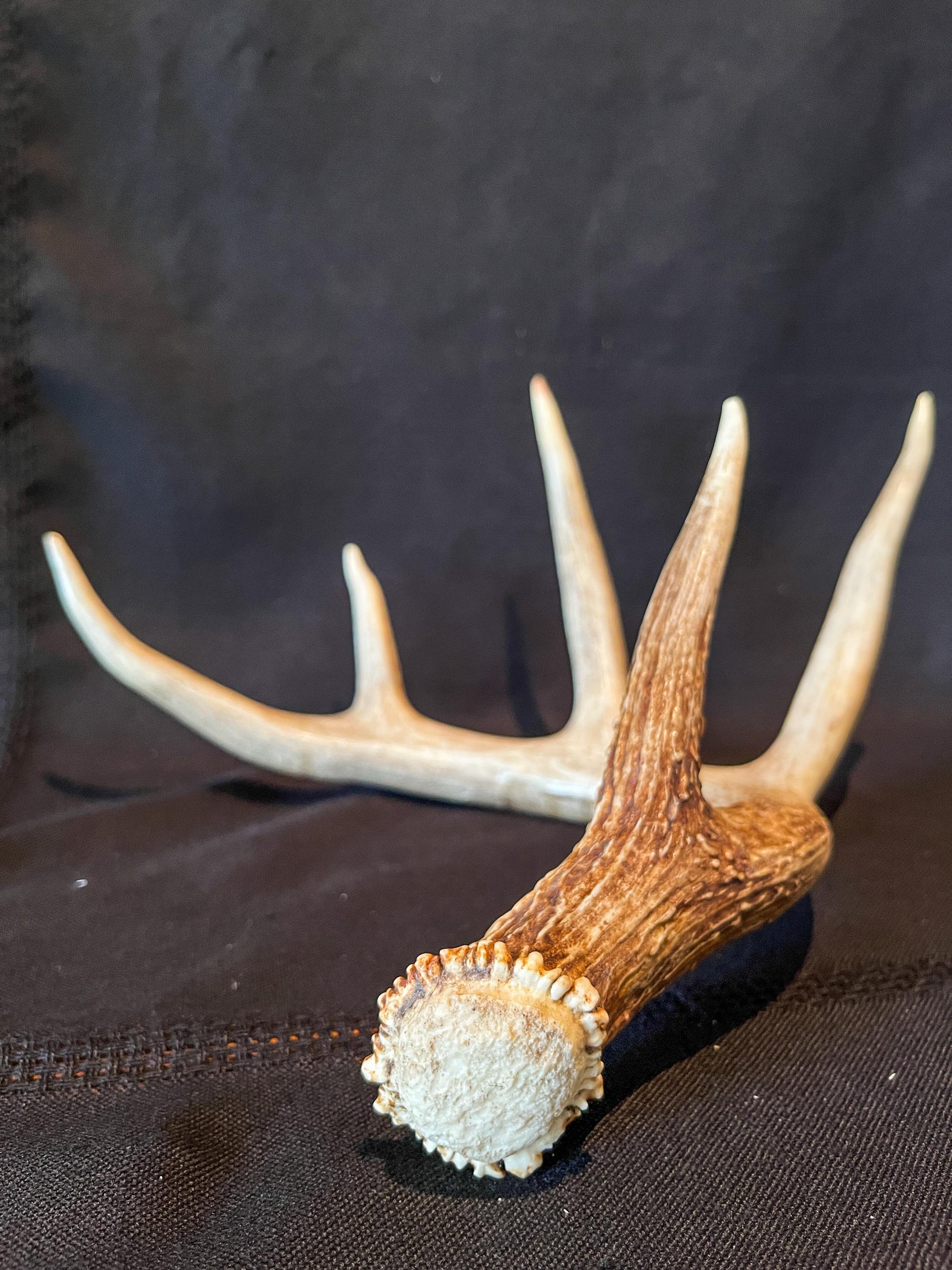 White-tailed Deer Antler - 5 Point Canadian Whitetailed deer Shed Antler. Decor, design, crafting and more!