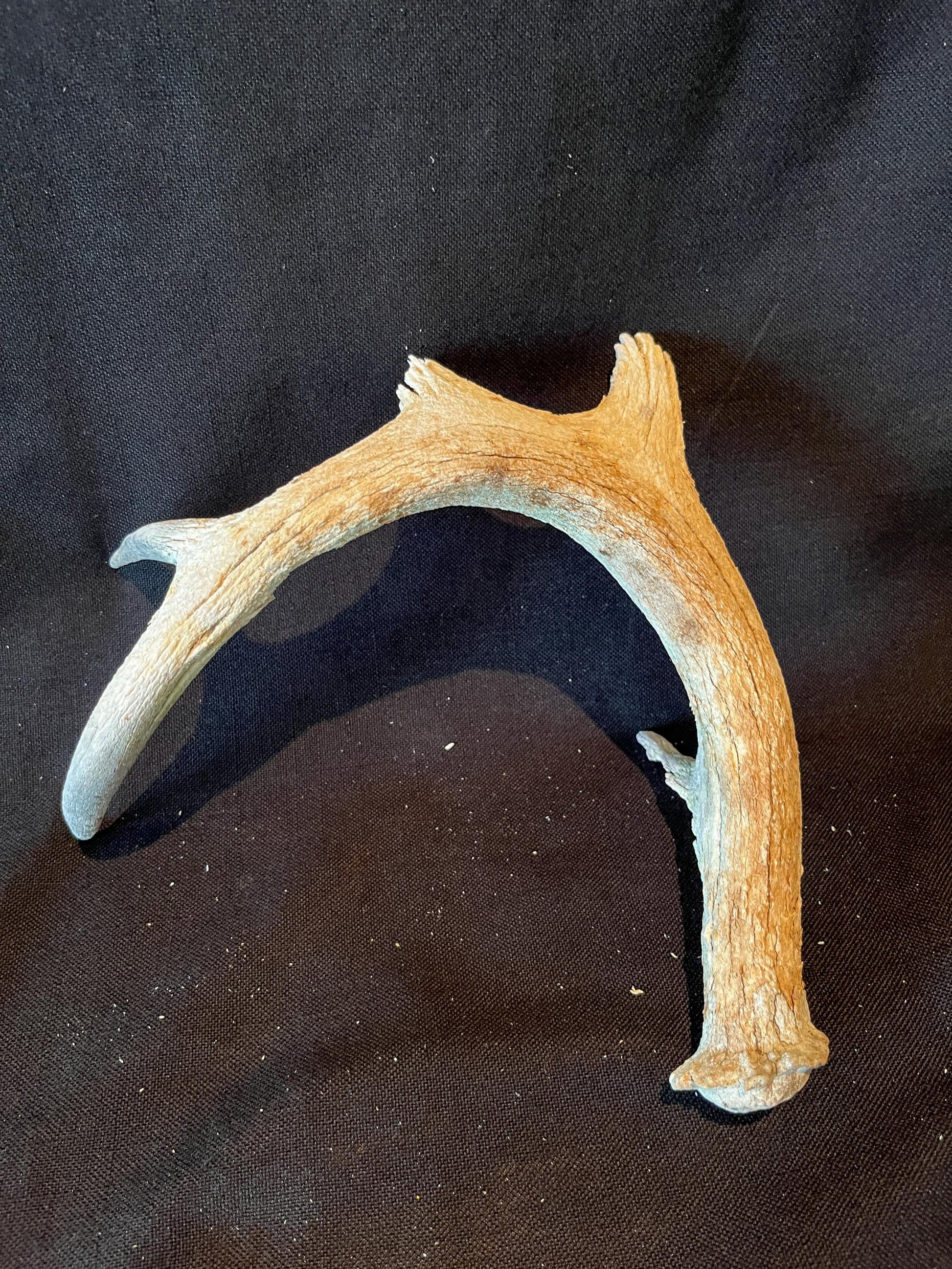 Deer Antler - Old White-tailed deer Antler. Weathered, Rustic Decor. Wild deer antler for decor, design, crafting and more