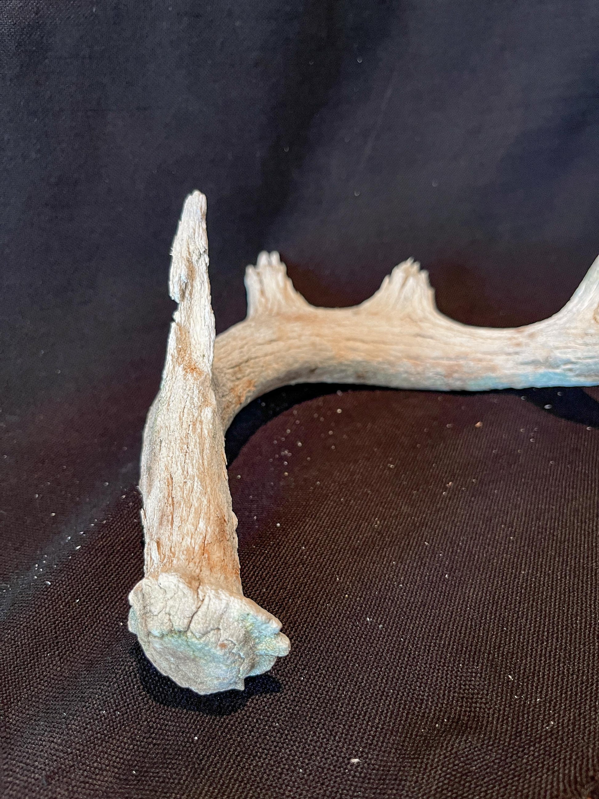 Deer Antler - Old White-tailed deer Antler. Weathered, Rustic Decor. Wild deer antler for decor, design, crafting and more