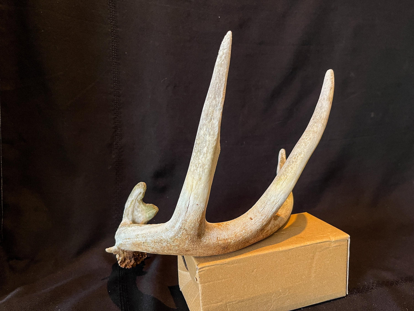 Deer Antler - White White-tailed deer Antler. Weathered, Rustic Decor. Wild deer antler for decor, design, crafting and more