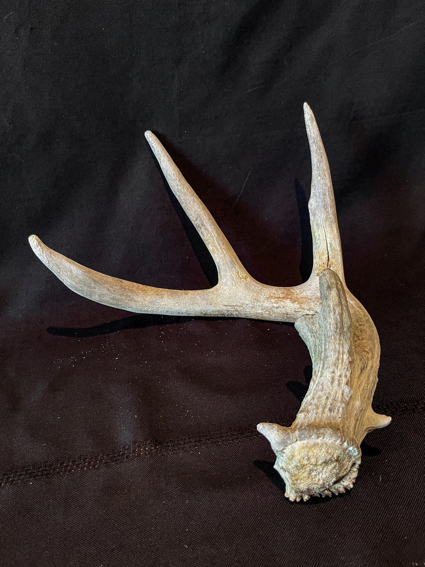 Deer Antler - White White-tailed deer Antler. Weathered, Rustic Decor. Wild deer antler for decor, design, crafting and more