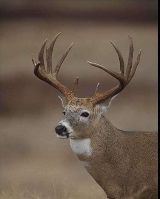 Deer Antlers - Matched sheds from a huge 10-point Whitetail deer. Crafting. Farmhouse, Rustic Decor.