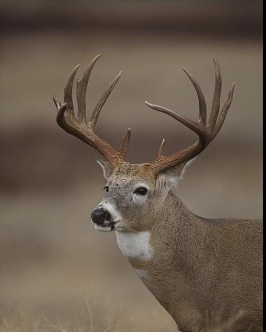 Matched Heavy Shed Antler Set From a Mature White-tail Buck. Premium Crafting & Farmhouse Decor