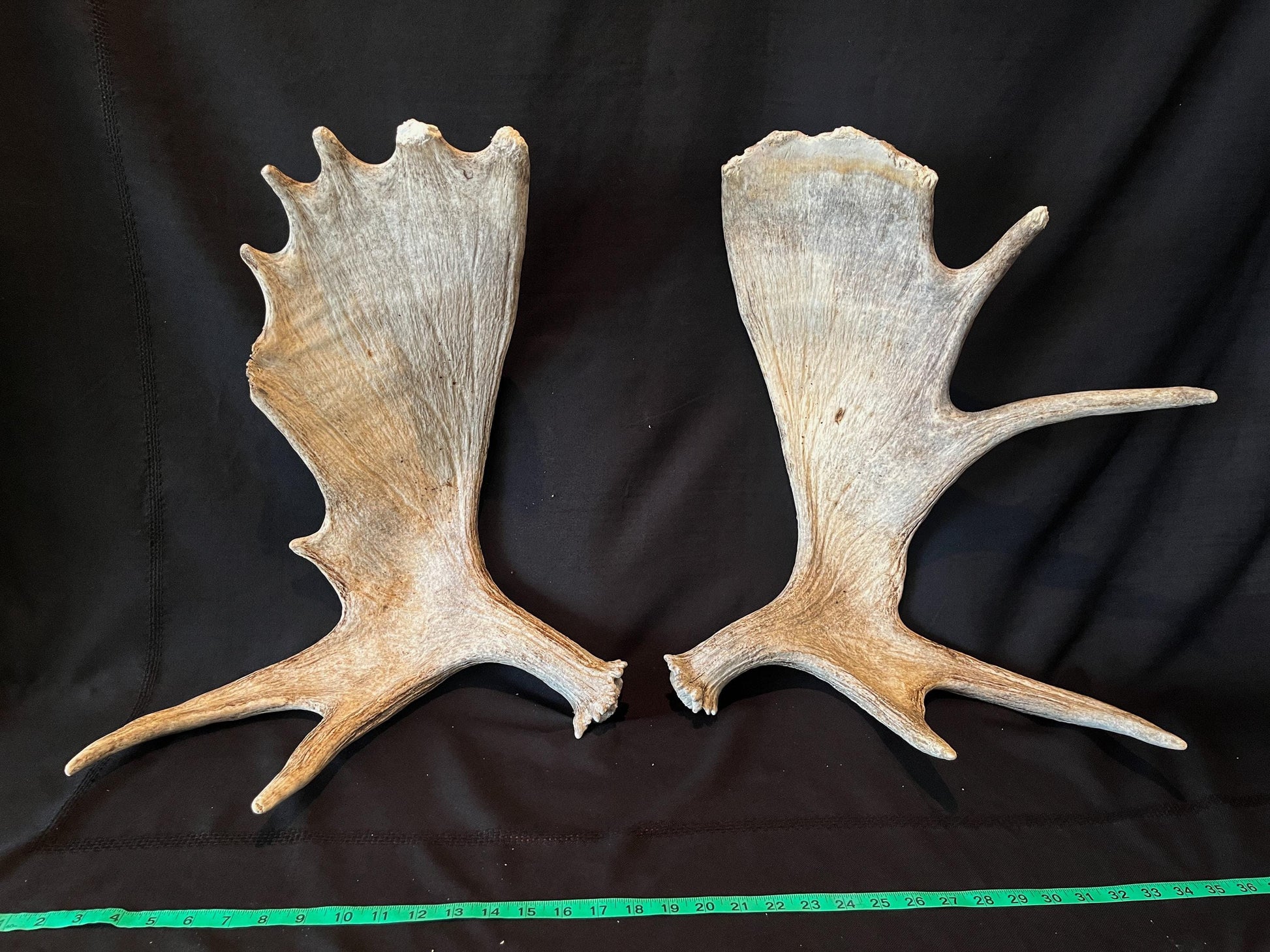 Moose Antler Pair. Large Canadian Moose Antlers - Crafting & Decoration, Gifts, and more.