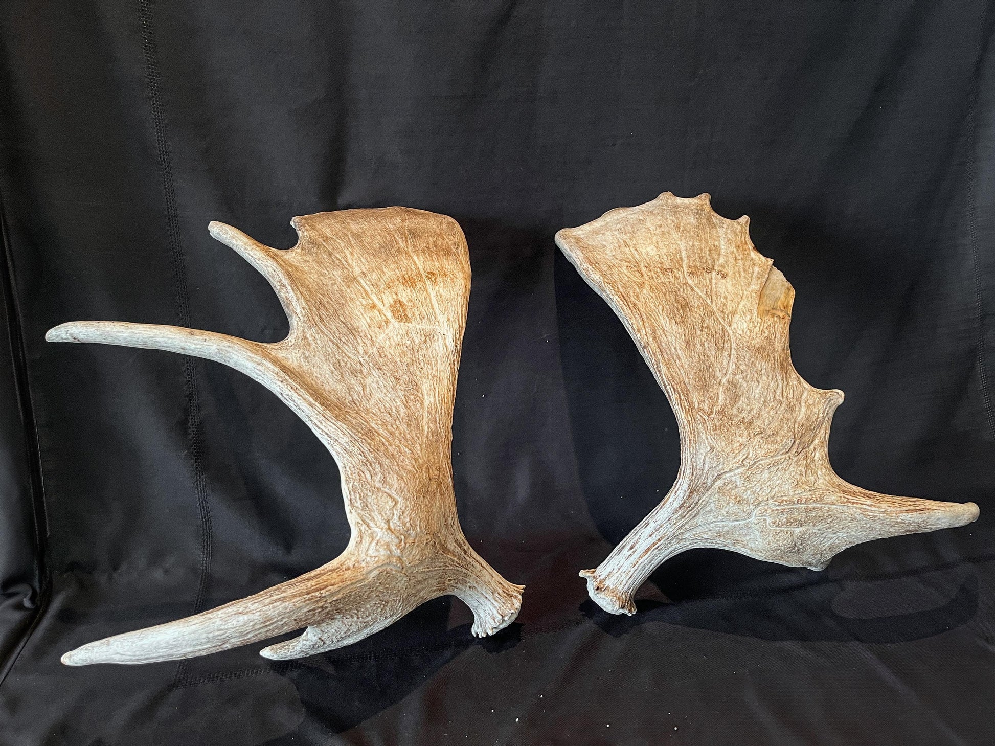 Moose Antler Pair. Large Canadian Moose Antlers - Crafting & Decoration, Gifts, and more.