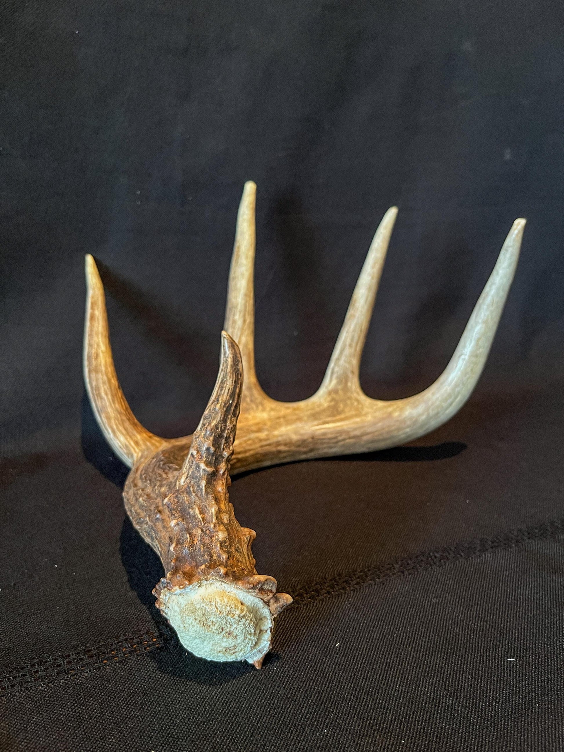 White-tailed Deer Antler - Canadian Whitetailed deer Shed Antler. Decor, design, crafting and more!