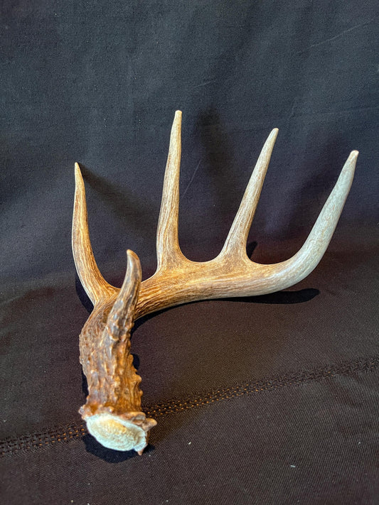 White-tailed Deer Antler - Canadian Whitetailed deer Shed Antler. Decor, design, crafting and more!