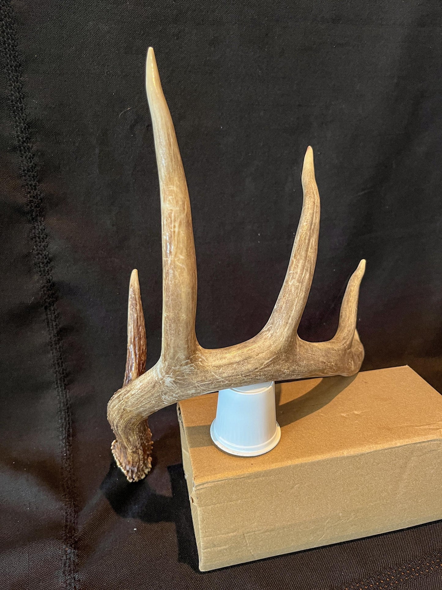 White-tailed Deer Antler - 5 Point Canadian Whitetailed deer Shed Antler. Decor, design, crafting and more!