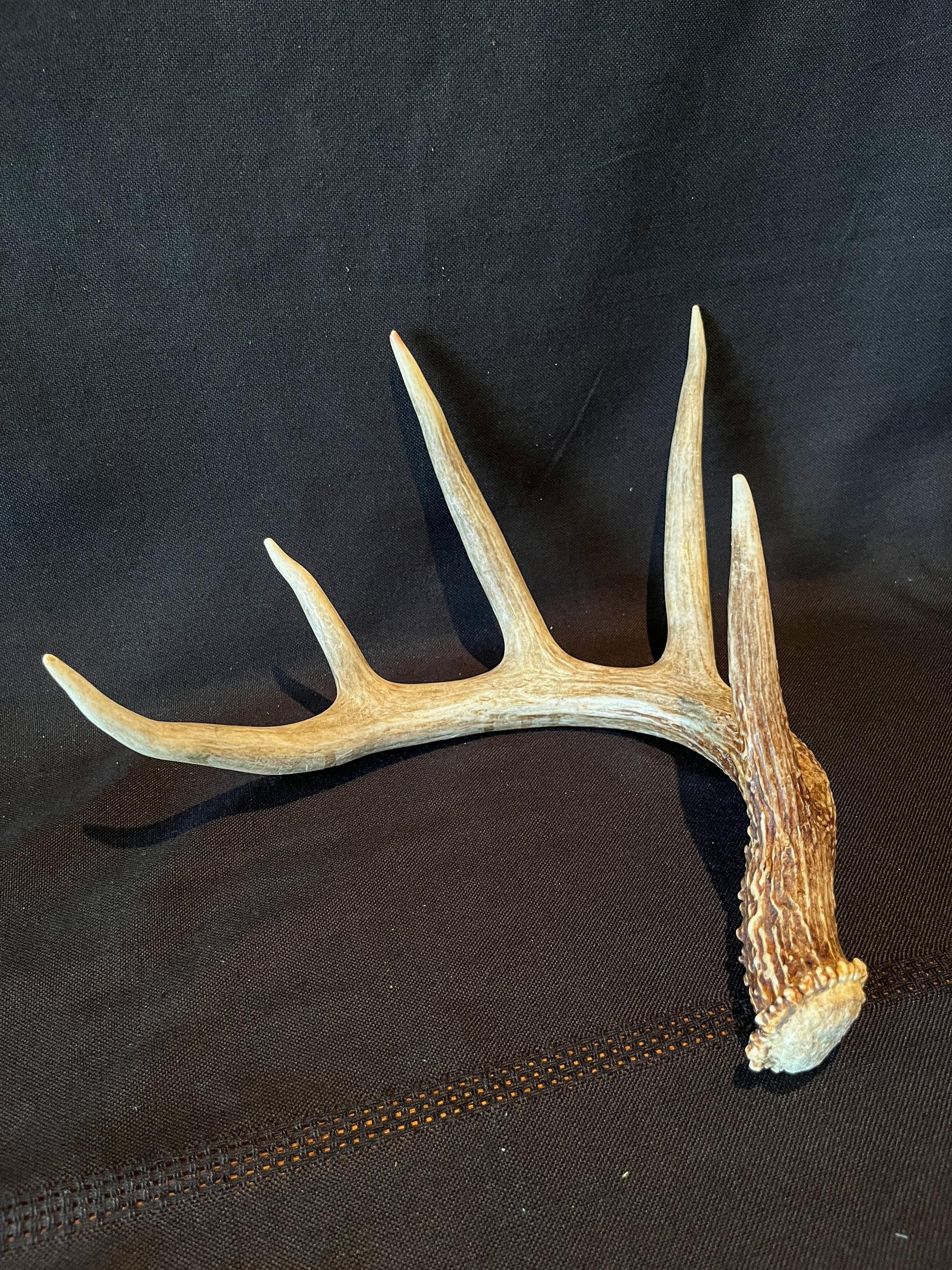 White-tailed Deer Antler - 5 Point Canadian Whitetailed deer Shed Antler. Decor, design, crafting and more!