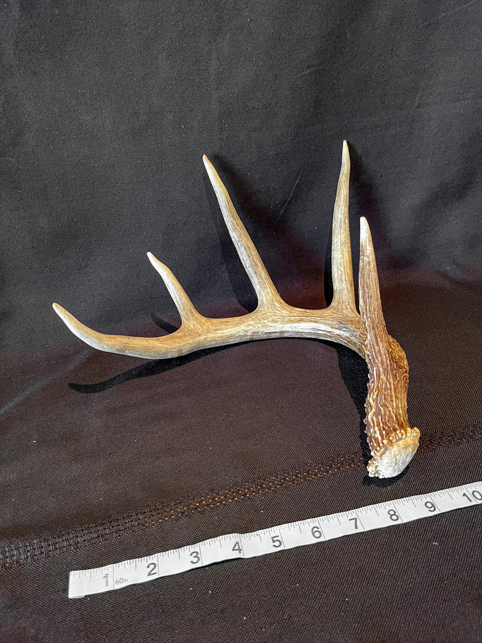 White-tailed Deer Antler - 5 Point Canadian Whitetailed deer Shed Antler. Decor, design, crafting and more!