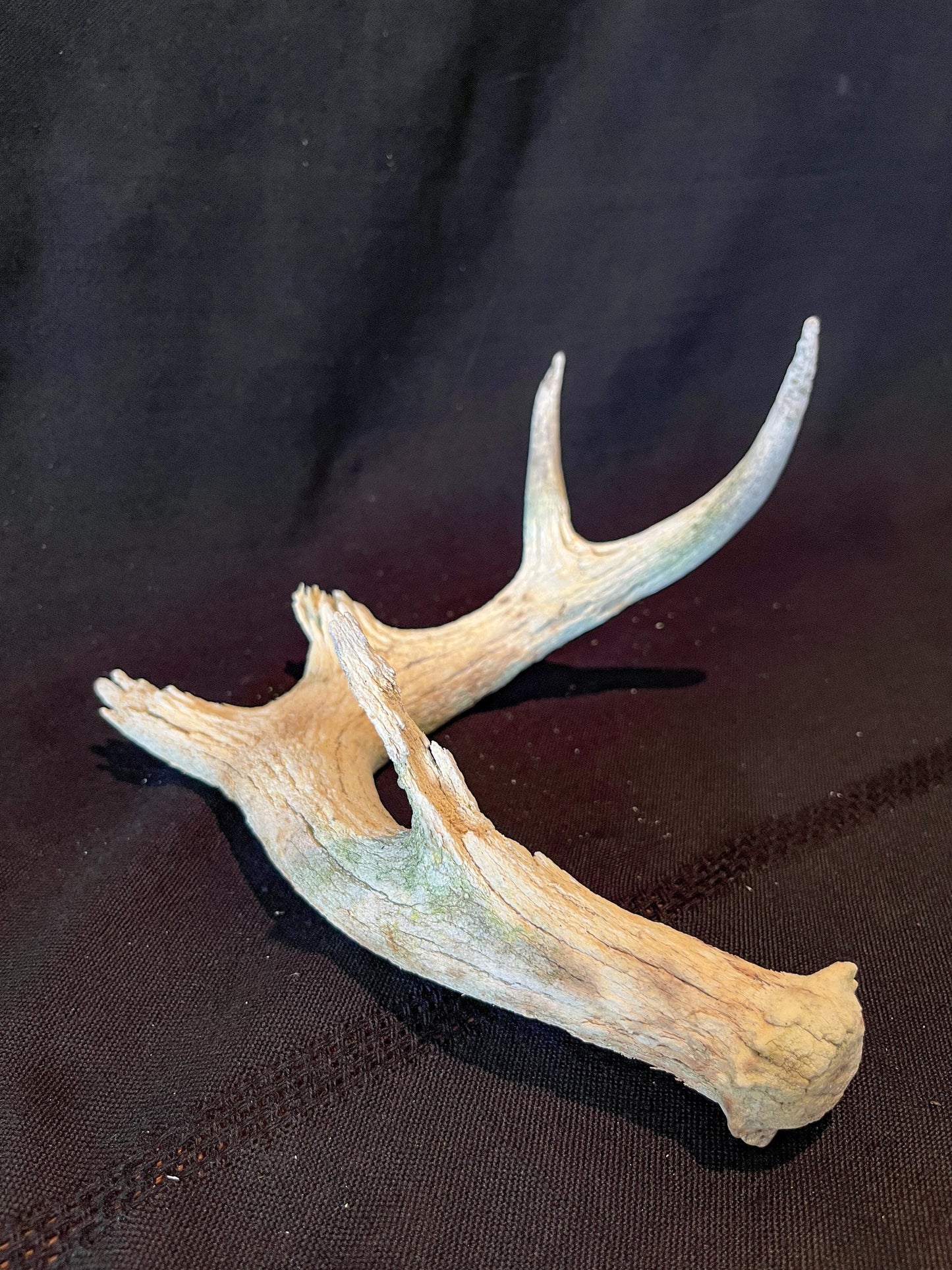 Deer Antler - Old White-tailed deer Antler. Weathered, Rustic Decor. Wild deer antler for decor, design, crafting and more