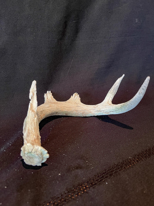 Deer Antler - Old White-tailed deer Antler. Weathered, Rustic Decor. Wild deer antler for decor, design, crafting and more