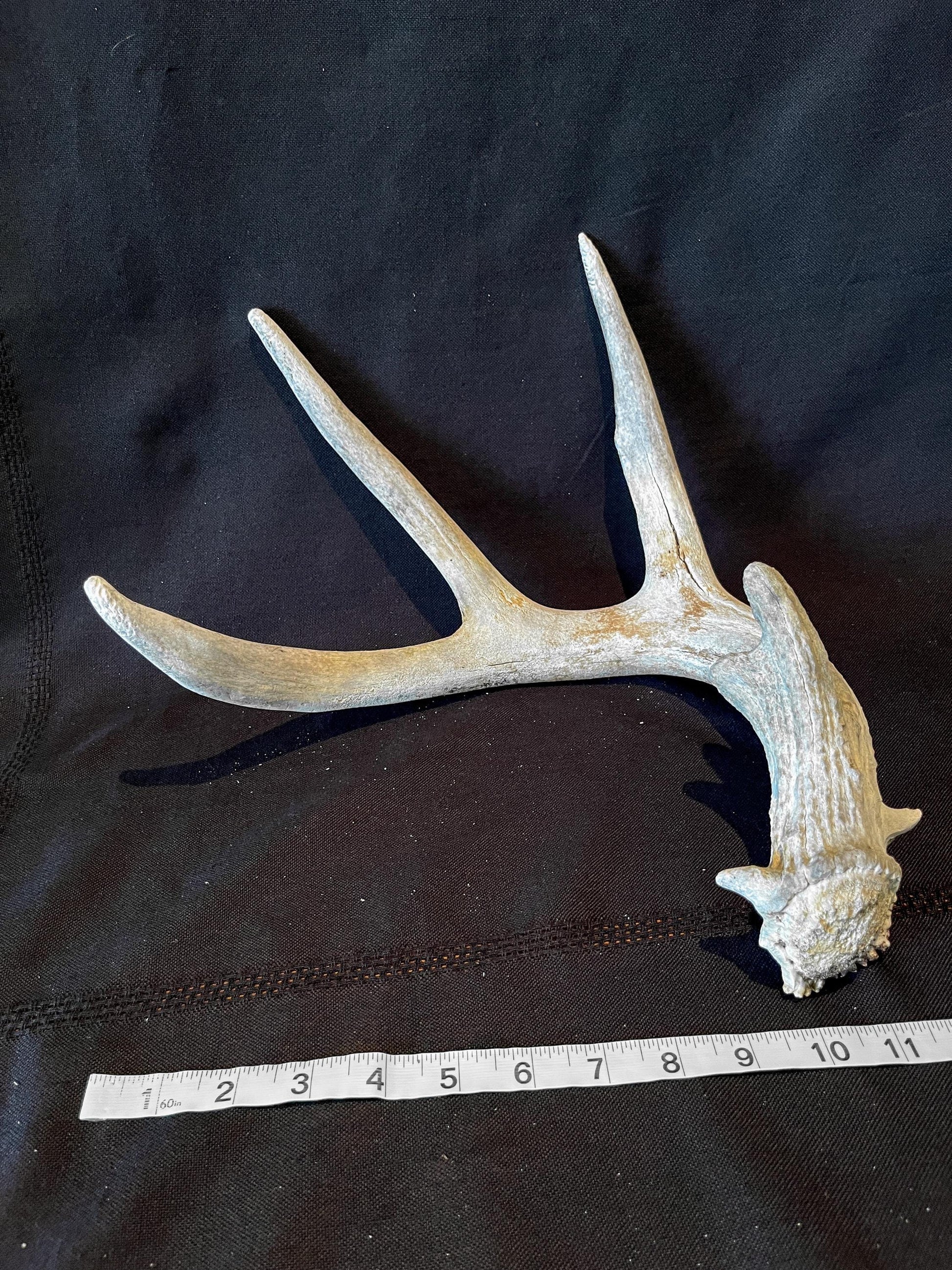 Deer Antler - White White-tailed deer Antler. Weathered, Rustic Decor. Wild deer antler for decor, design, crafting and more