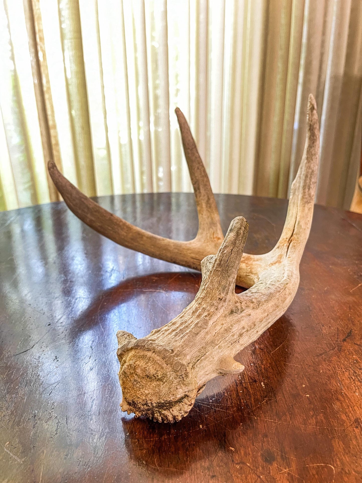 Deer Antler - White White-tailed deer Antler. Weathered, Rustic Decor. Wild deer antler for decor, design, crafting and more