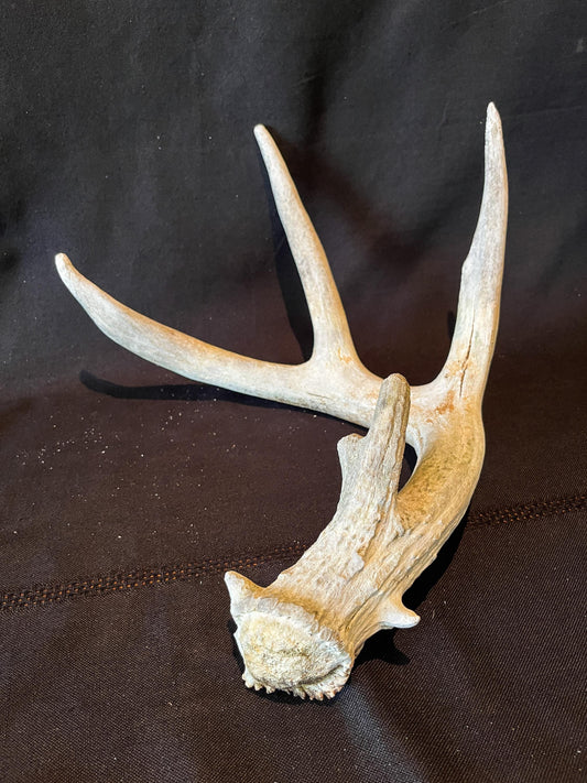 Deer Antler - White White-tailed deer Antler. Weathered, Rustic Decor. Wild deer antler for decor, design, crafting and more