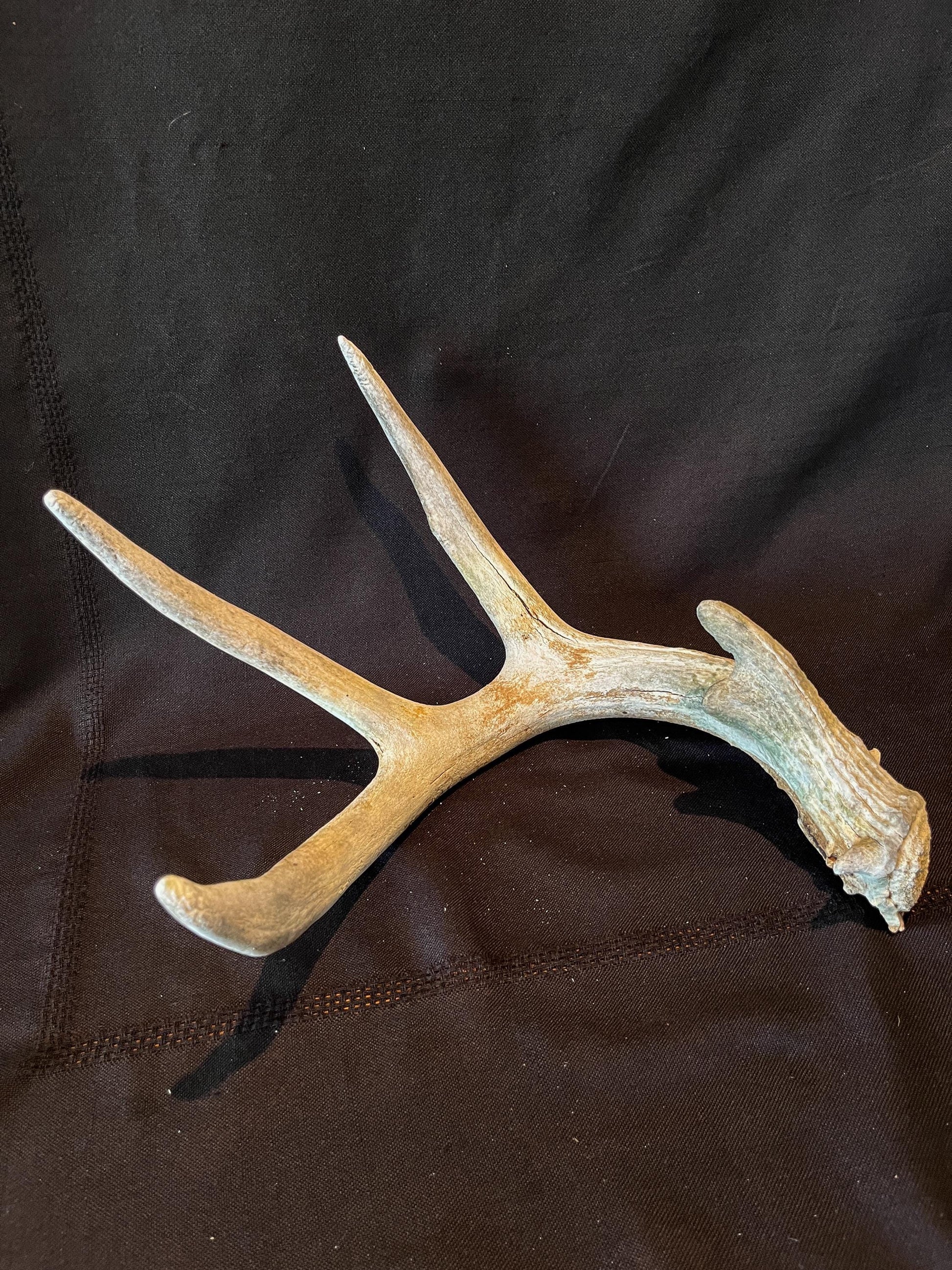 Deer Antler - White White-tailed deer Antler. Weathered, Rustic Decor. Wild deer antler for decor, design, crafting and more