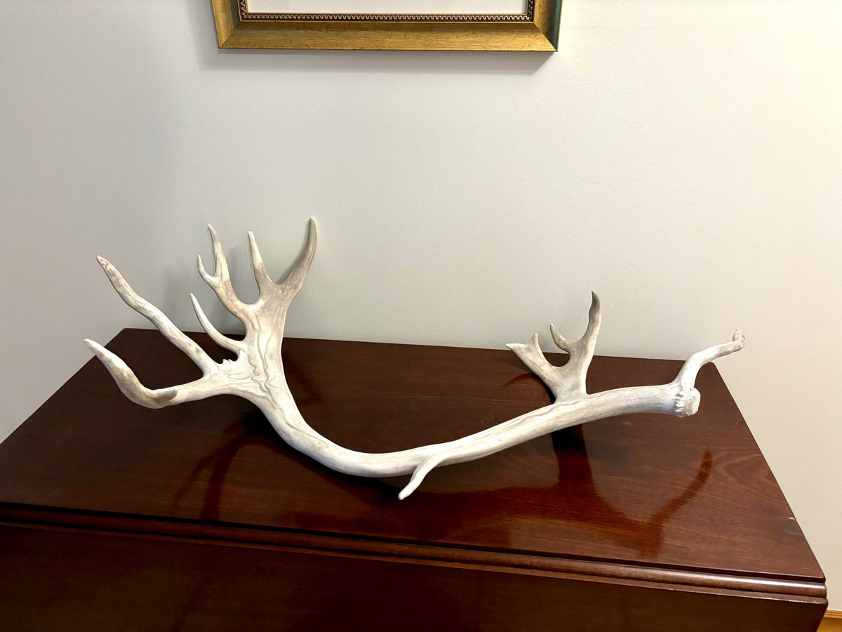 Reindeer Antler! Massive Bull Caribou Antler - Unique Home Decor or Crafting Item.