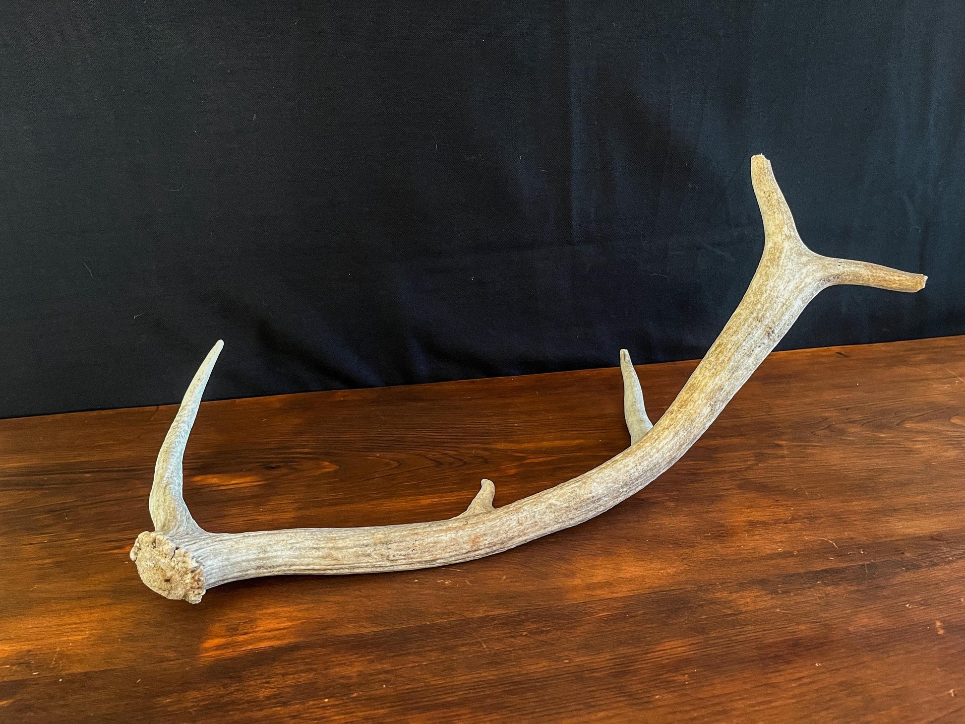 Wild Canadian Elk Shed. Antler Decor Piece, Crafting Item. Terrarium. Antler.