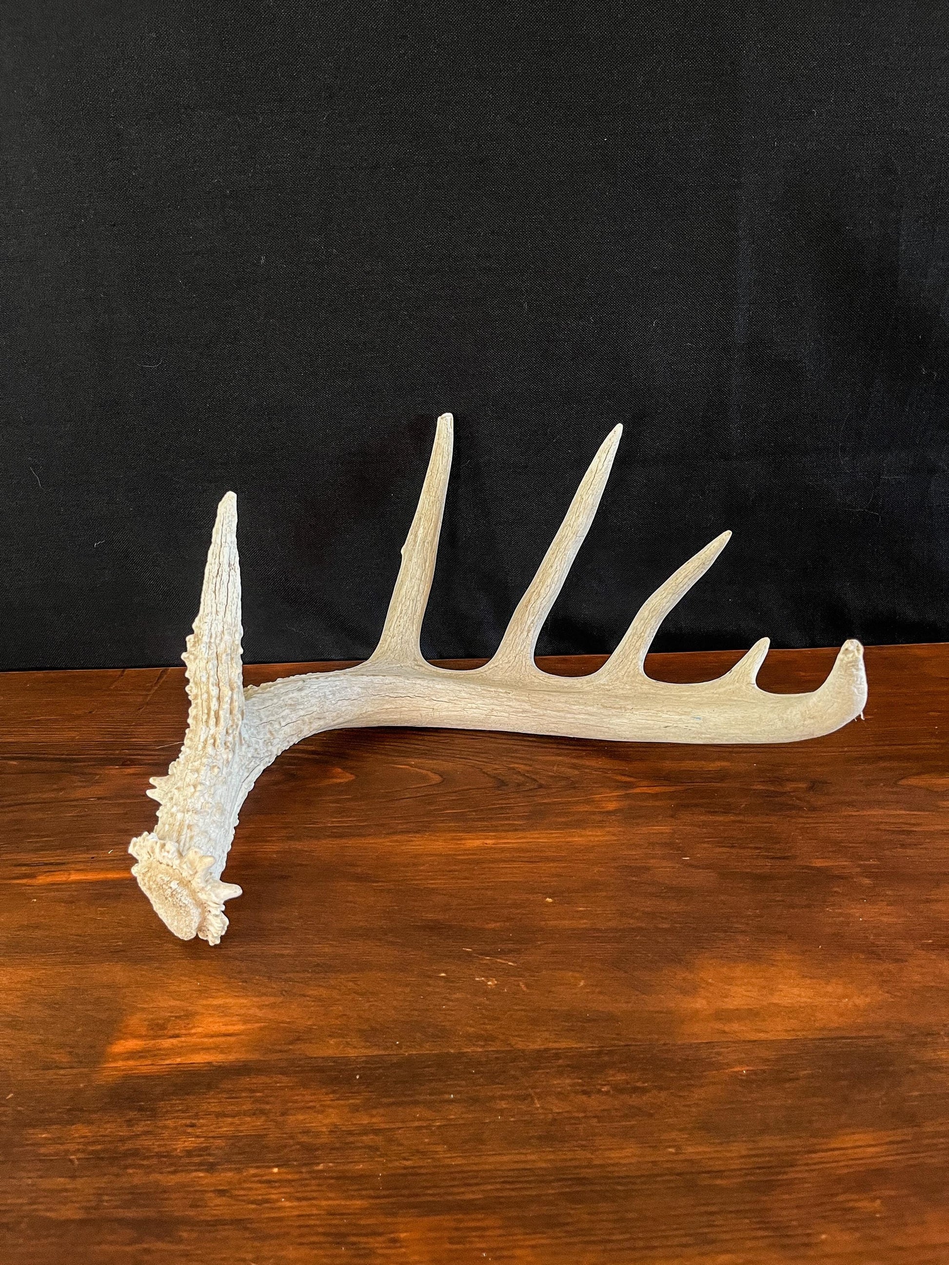 White-tailed Deer Antler - Wild Canadian antler for decor, design, crafting and more!