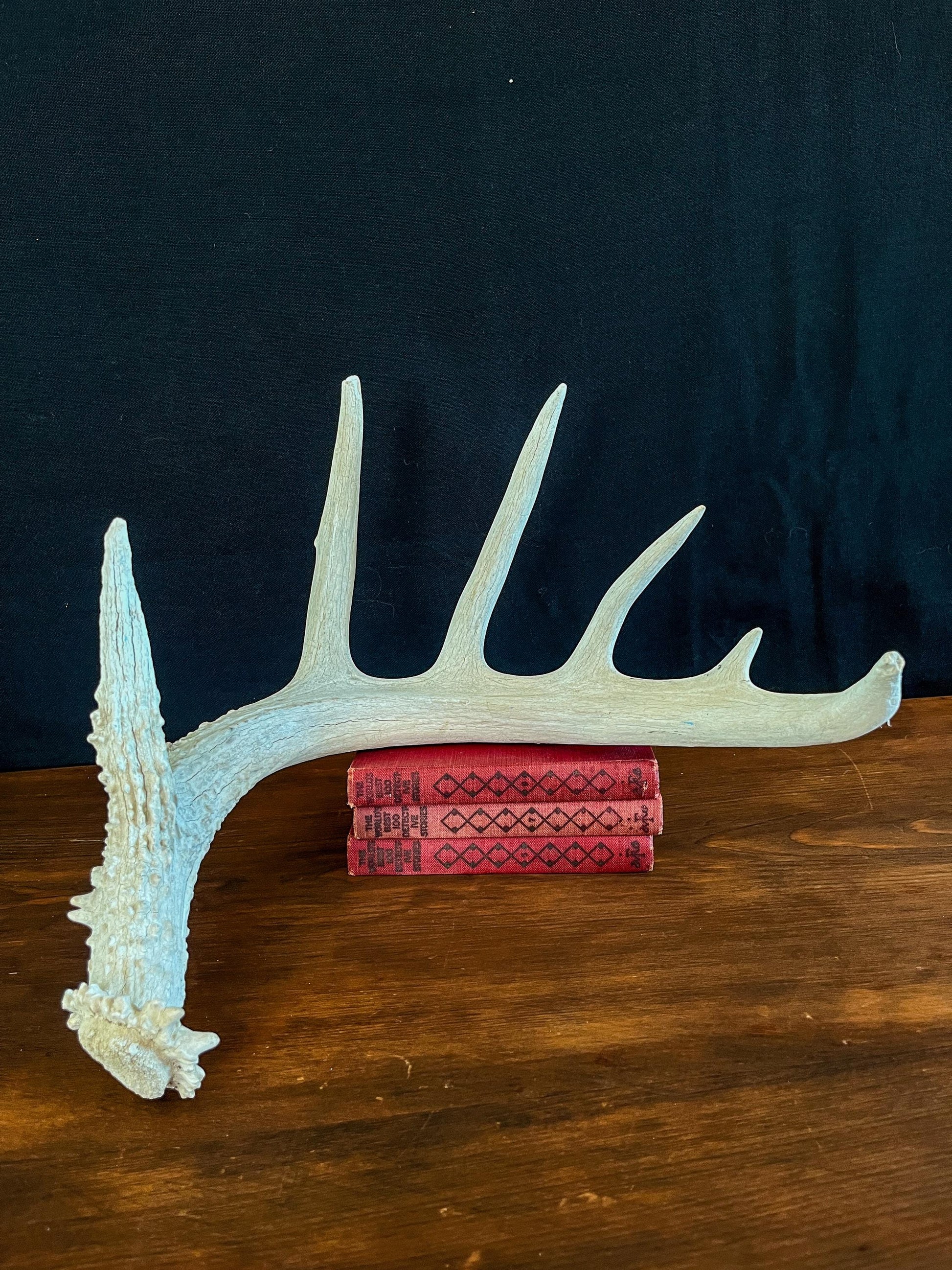 White-tailed Deer Antler - Wild Canadian antler for decor, design, crafting and more!