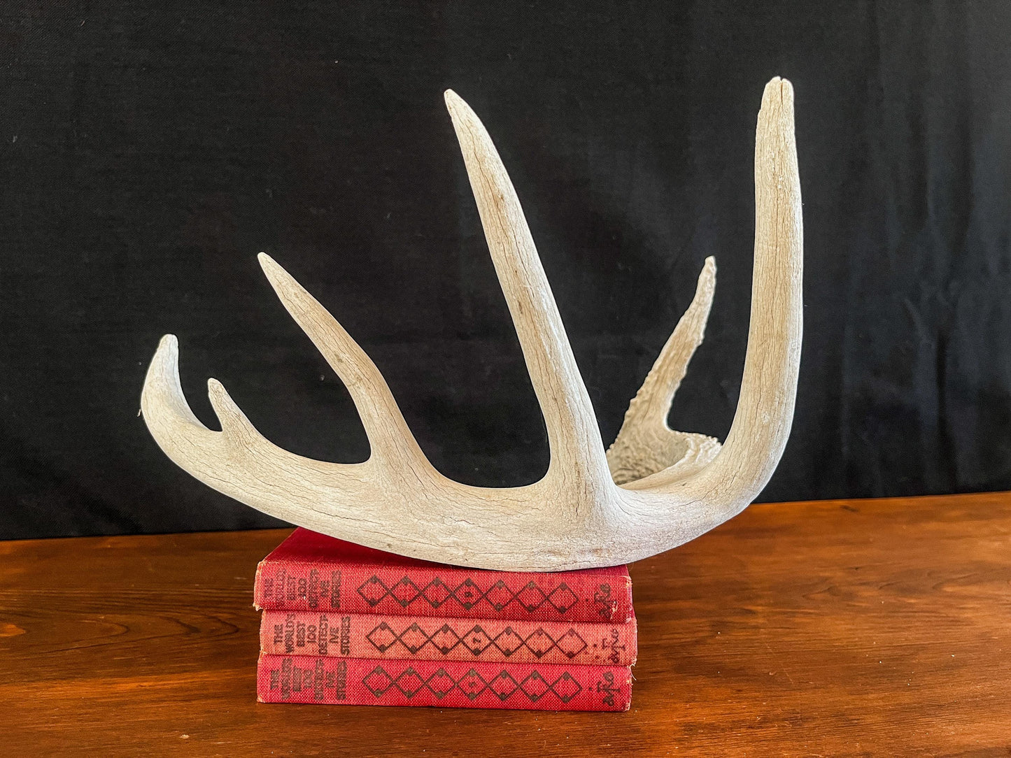 White-tailed Deer Antler - Wild Canadian antler for decor, design, crafting and more!