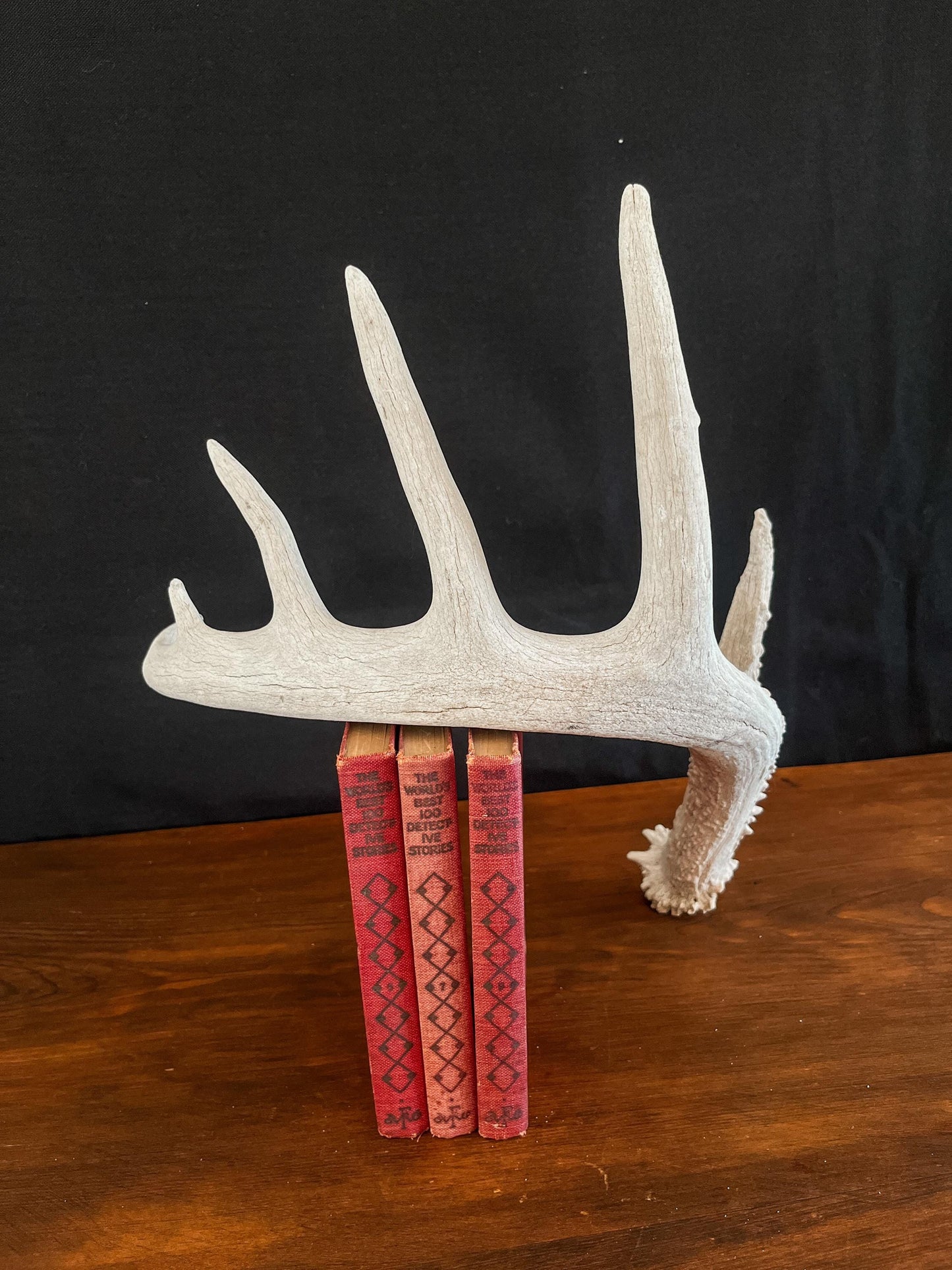 White-tailed Deer Antler - Wild Canadian antler for decor, design, crafting and more!