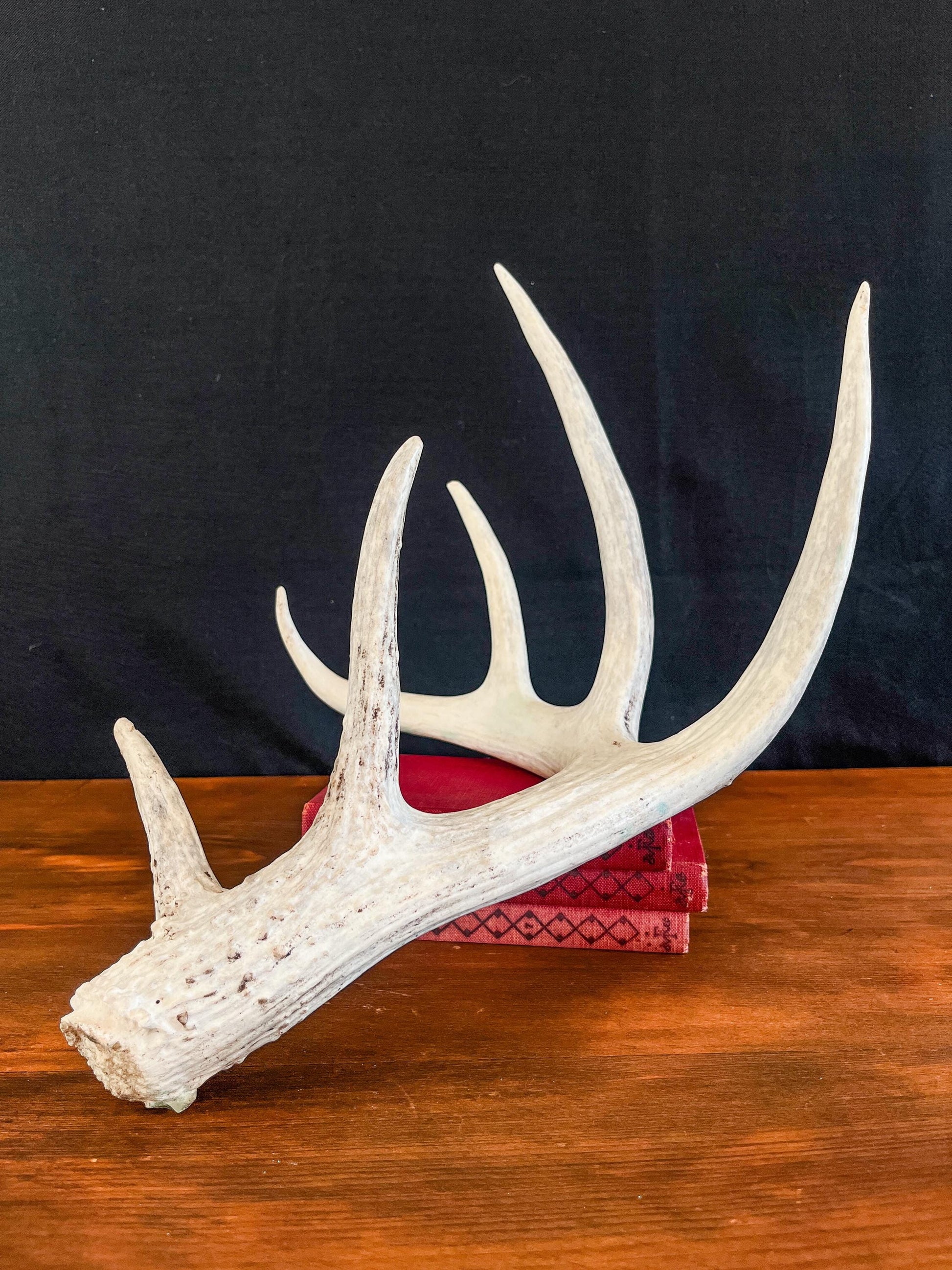 Deer Antler - White-tailed deer Antler. Large wild deer antler for decor, design, crafting and more