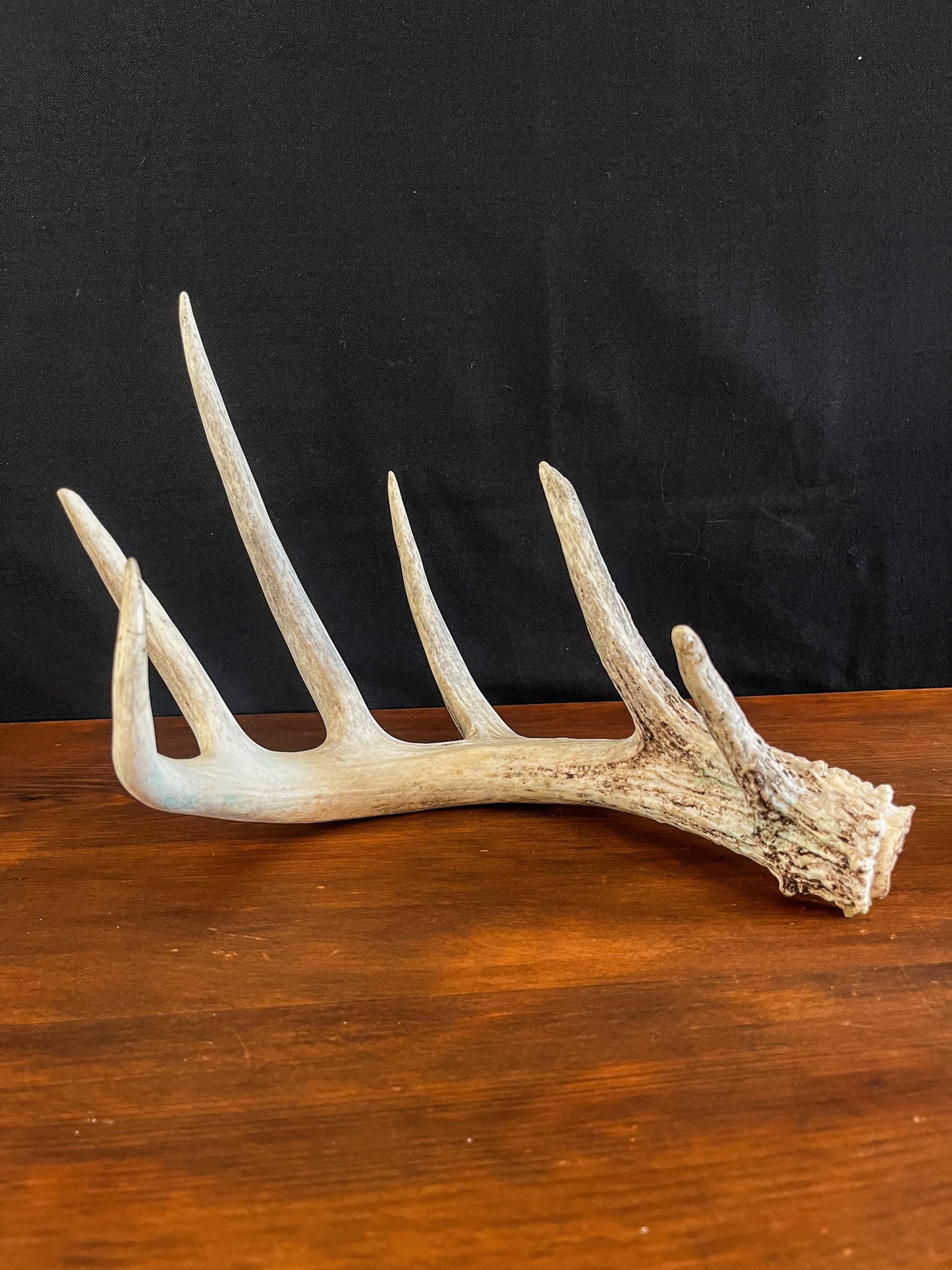 Deer Antler - White-tailed deer Antler. Large wild deer antler for decor, design, crafting and more