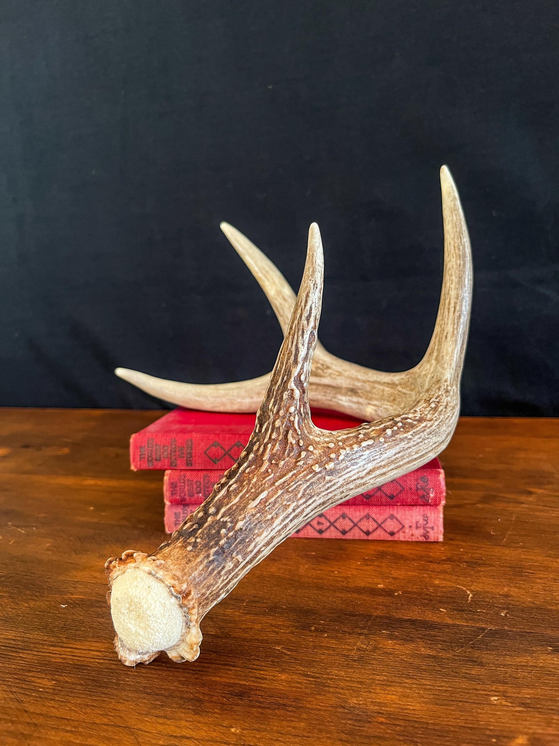 White-tailed Deer Antler. Decor, design, crafting and more!