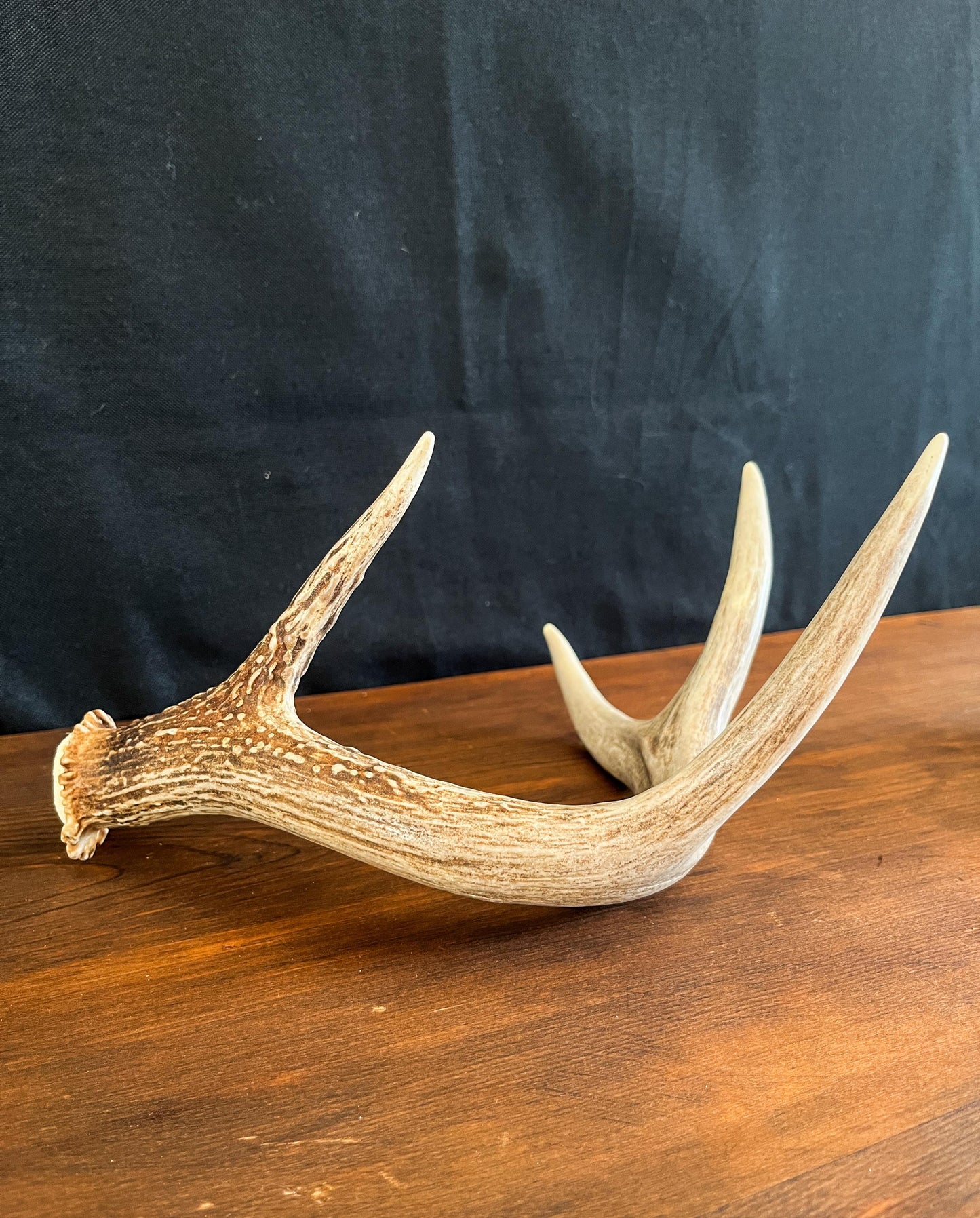 White-tailed Deer Antler. Decor, design, crafting and more!