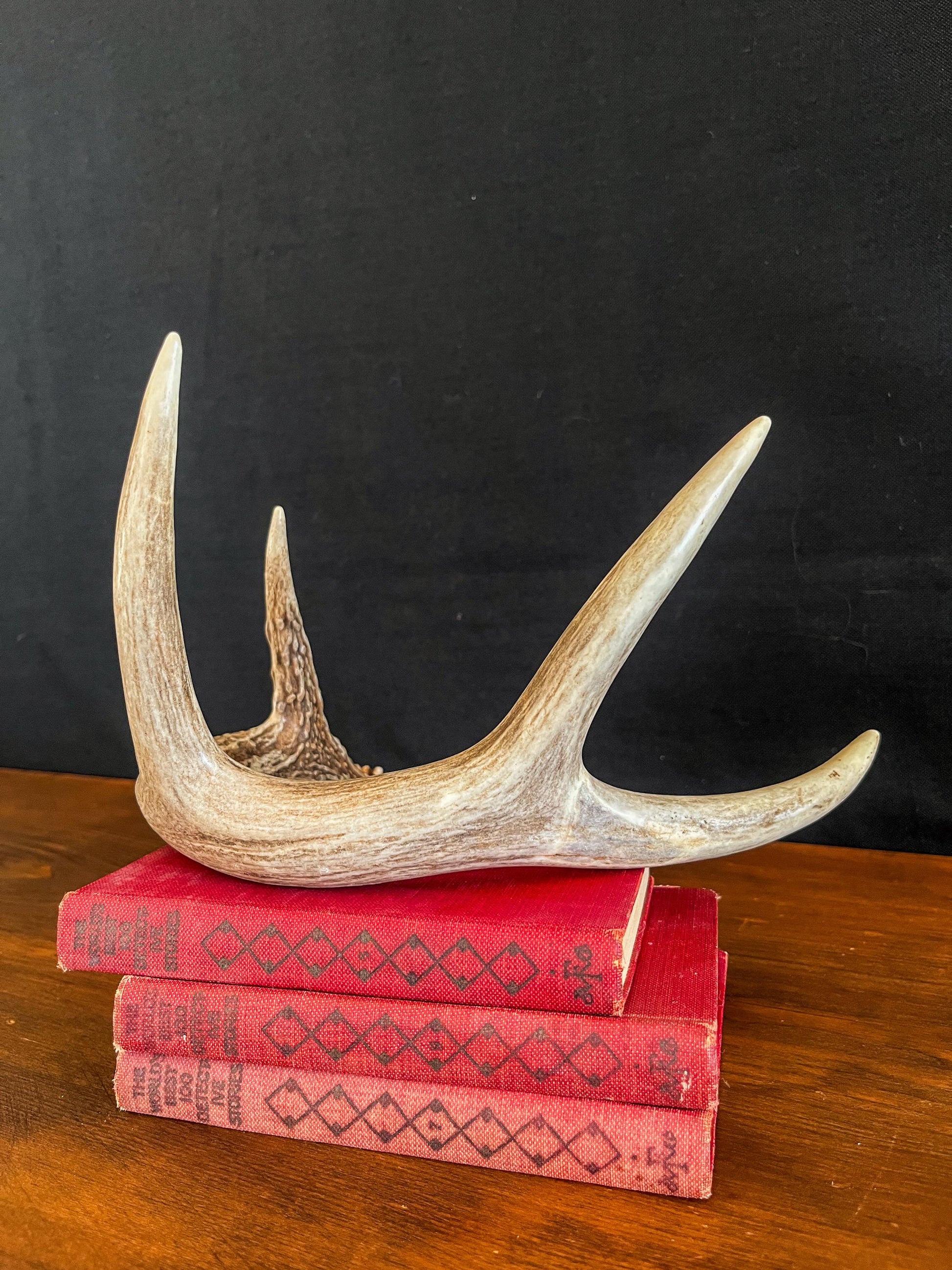 White-tailed Deer Antler. Decor, design, crafting and more!